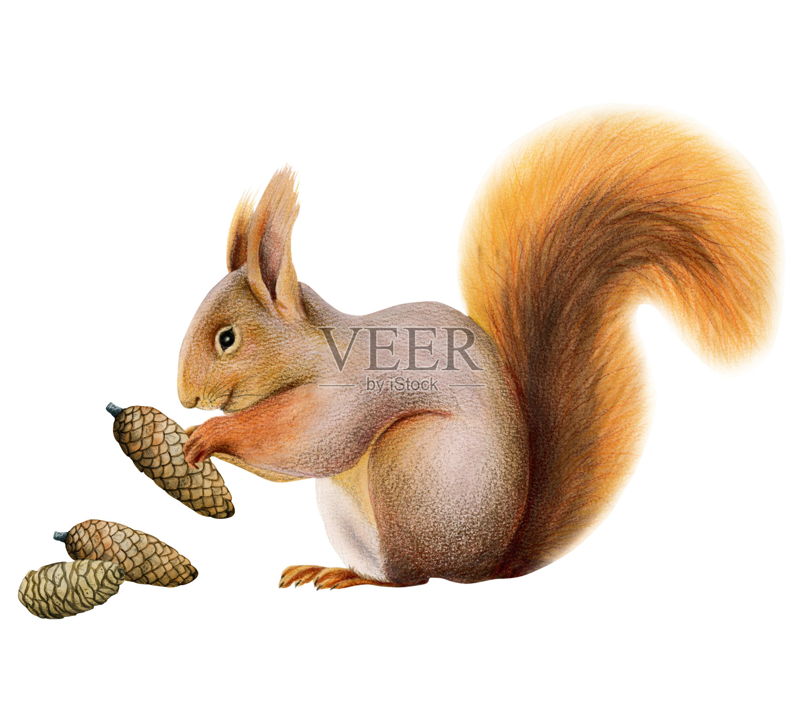 可爱毛茸茸的橙色松鼠抱松果水彩插图孤立在白色背景的林地森林设计插画图片素材