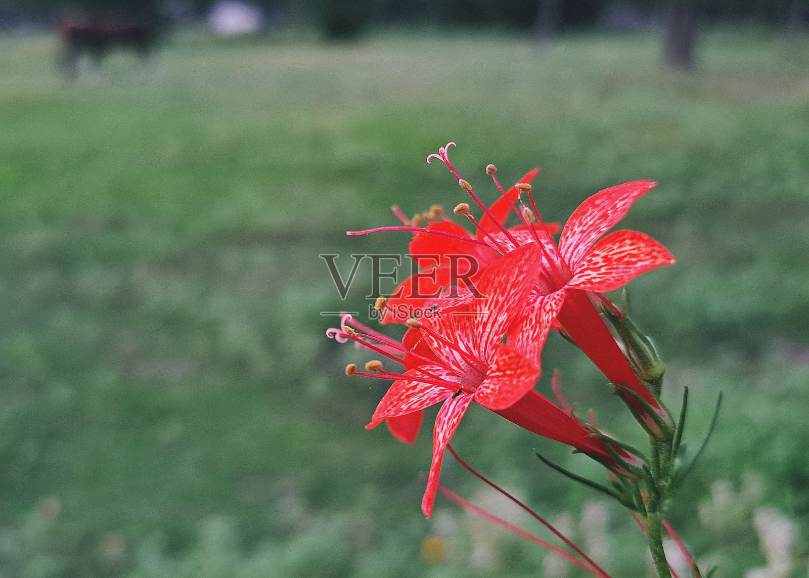 德克萨斯州中部马牧场前景中的红色野花照片摄影图片