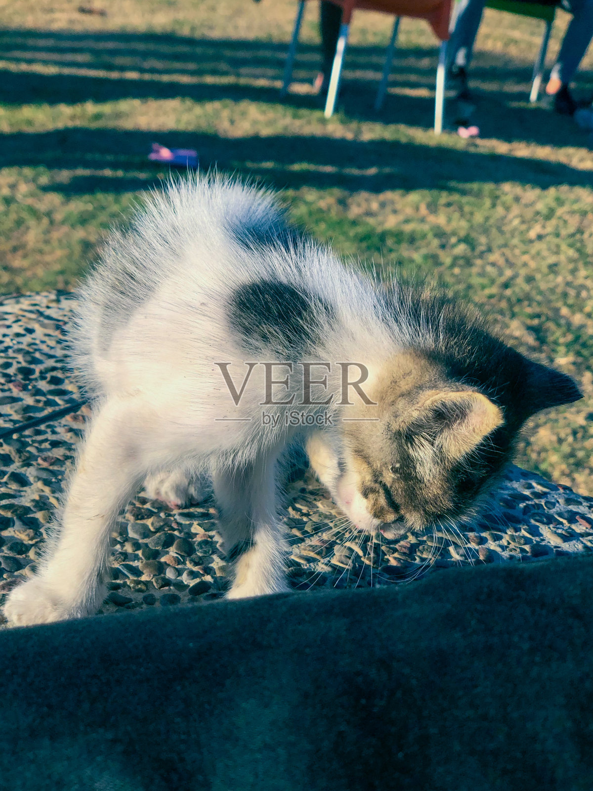 小猫玩耍,一窥世界的成长和探索照片摄影图片