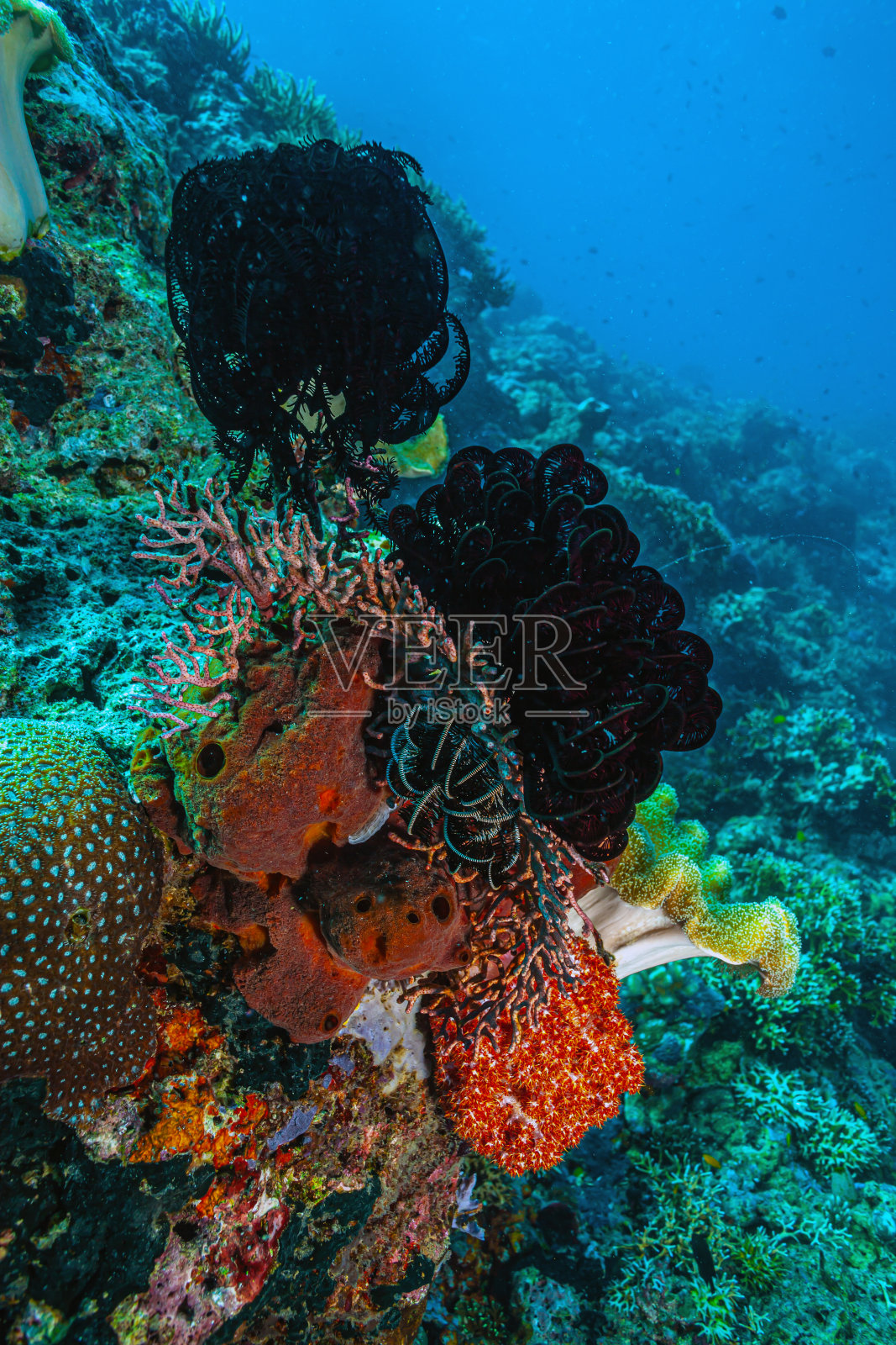 南太平洋珊瑚礁照片摄影图片