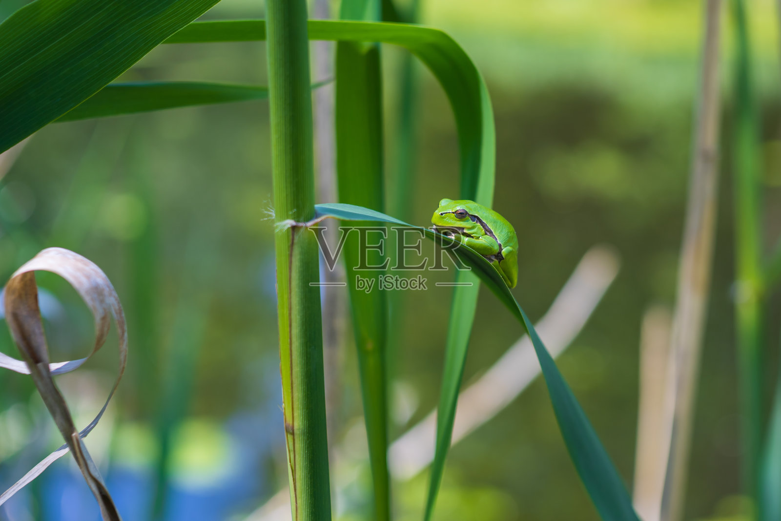 树蛙-在茎上的绿色树蛙。背景是绿色的。这张照片的散景效果很好。疯狂的照片照片摄影图片