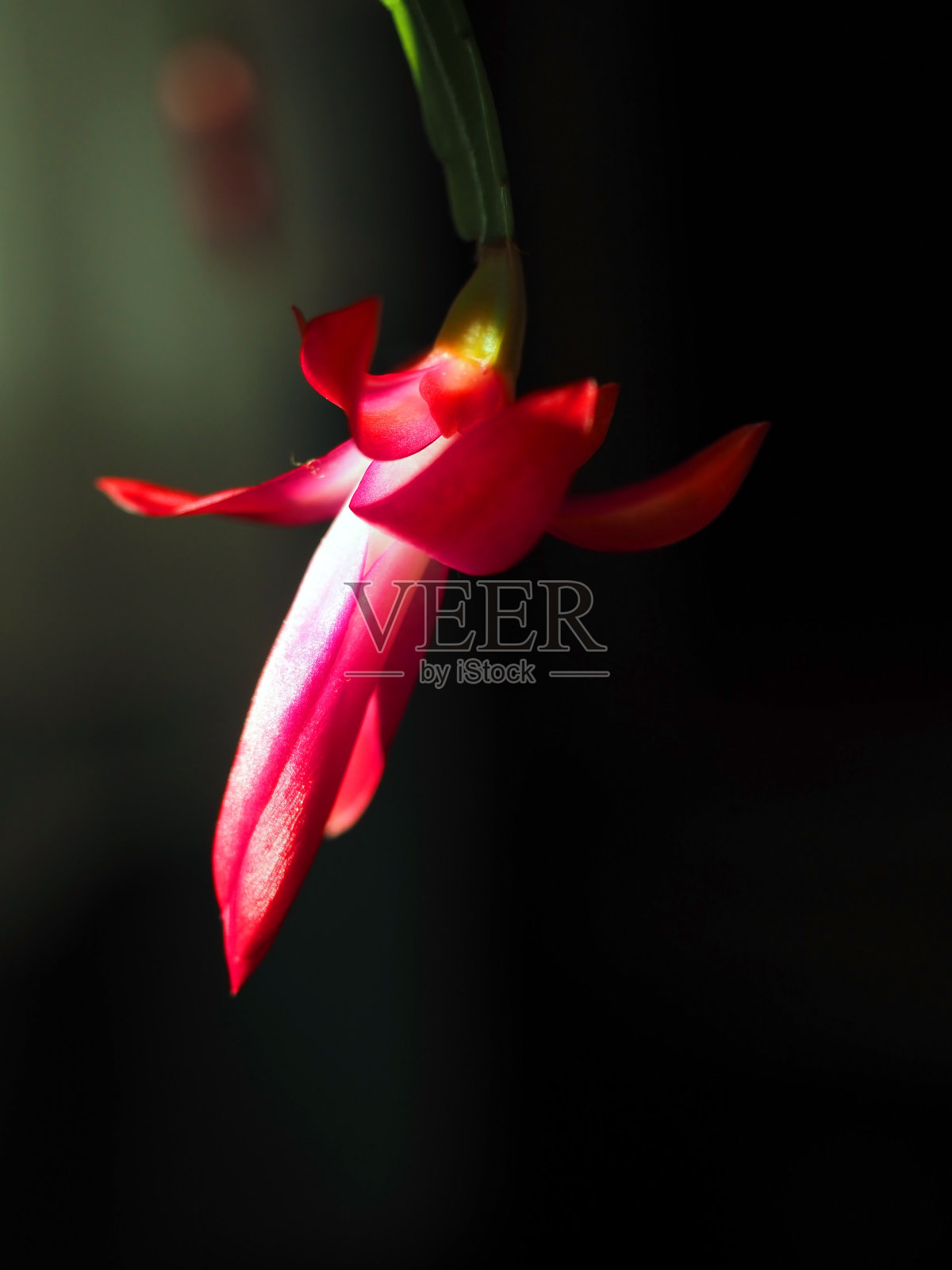 圣诞仙人掌上娇嫩的鲜花照片摄影图片