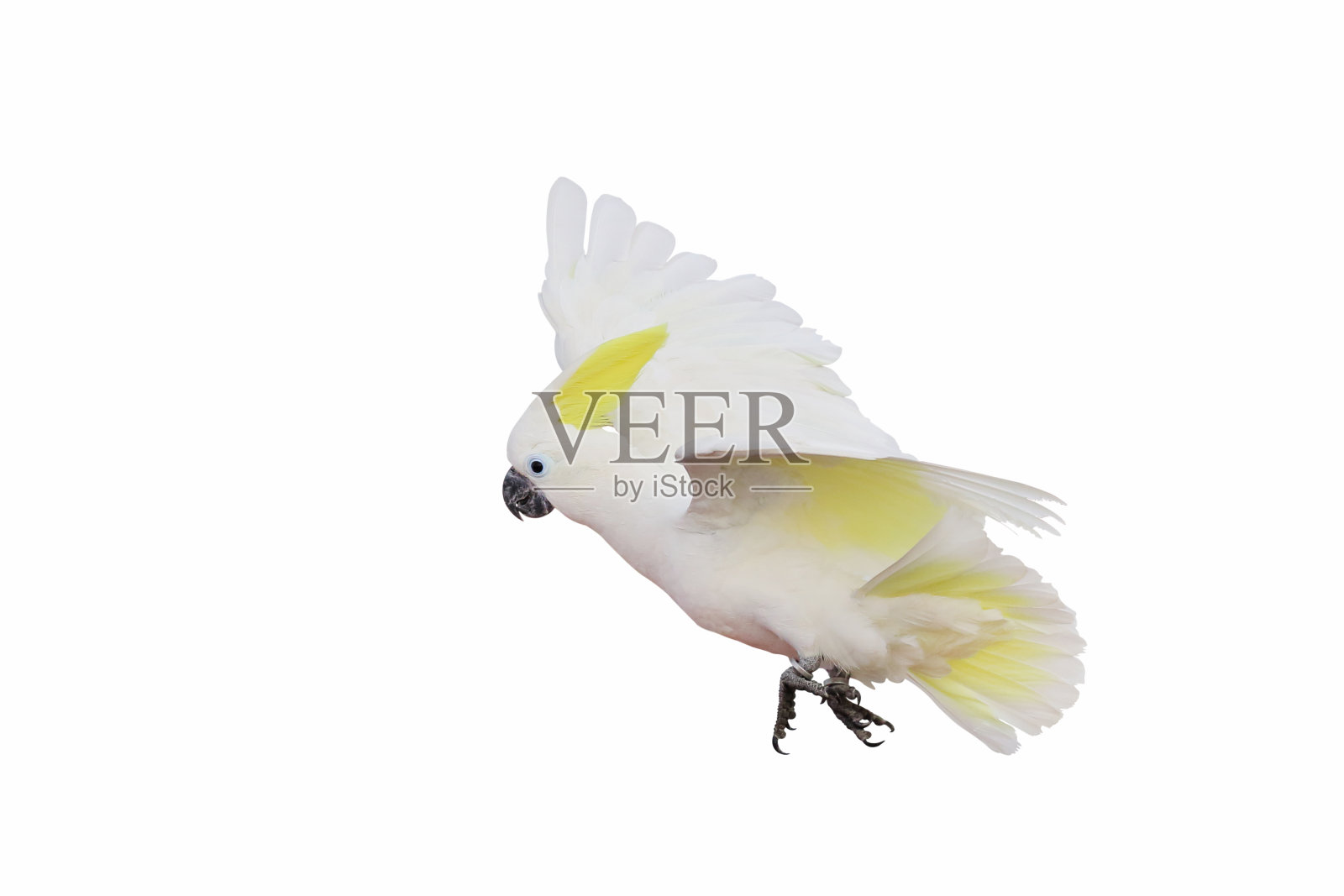 鹦鹉照片摄影图片