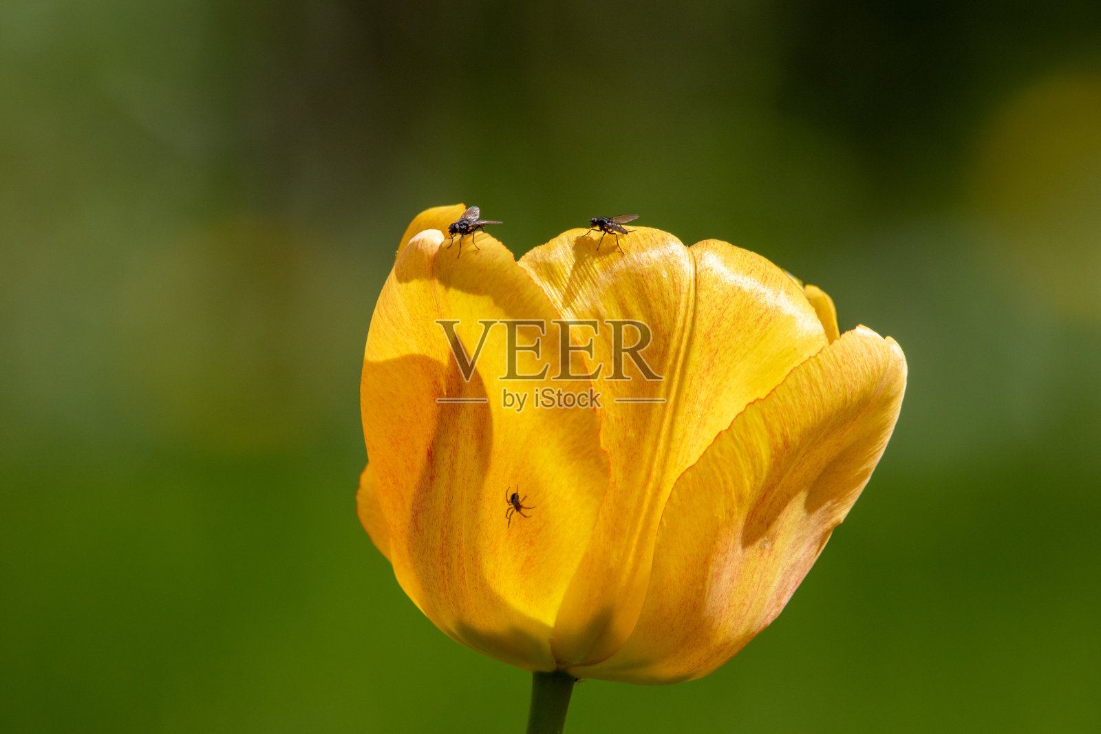 单瓣黄色郁金香,绿色模糊背景照片摄影图片