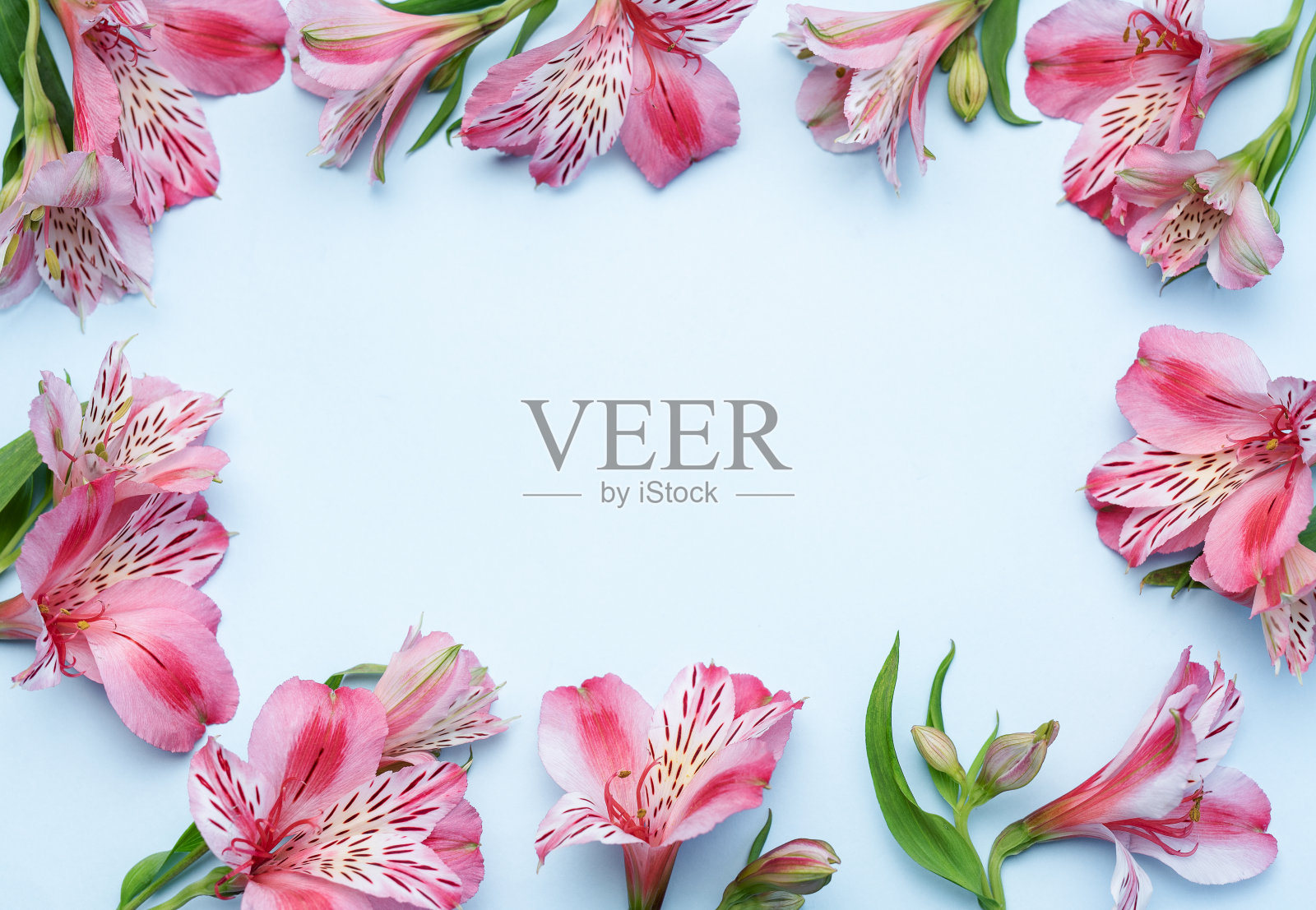 美丽的alstroemia花在蓝色的背景照片摄影图片