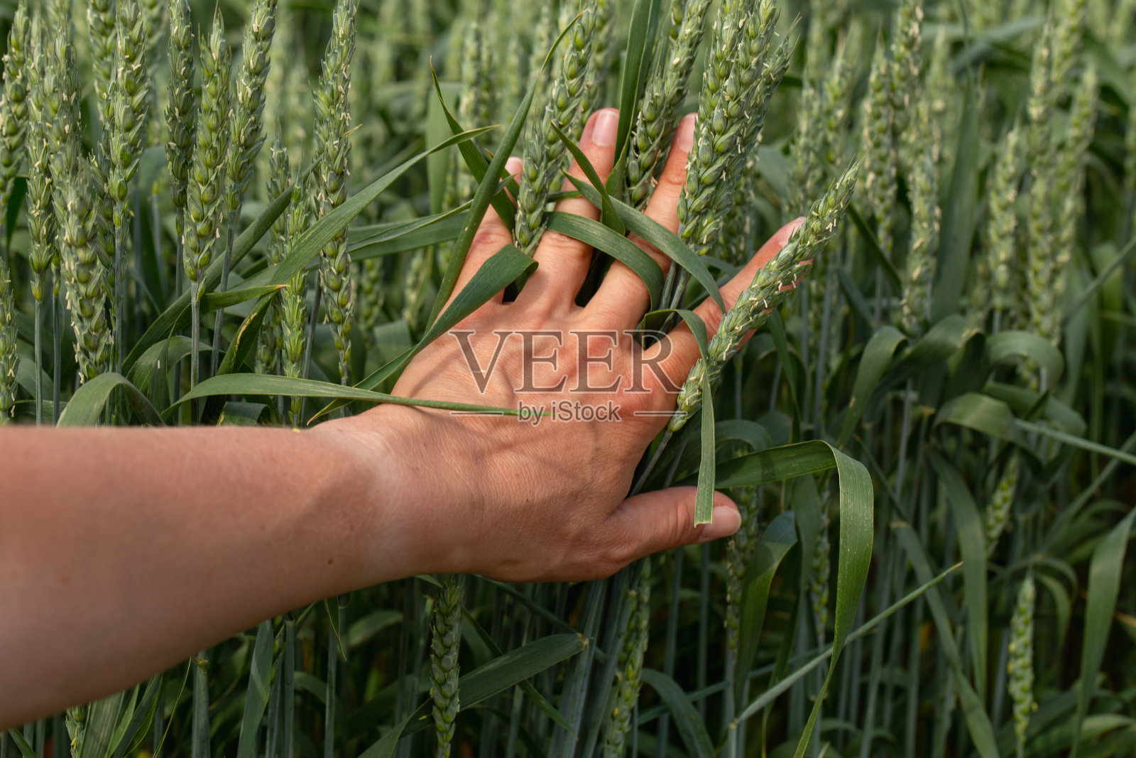 手农在阳光下抚摸着麦田里的麦穗,检查她的收成。农业业务。照片摄影图片