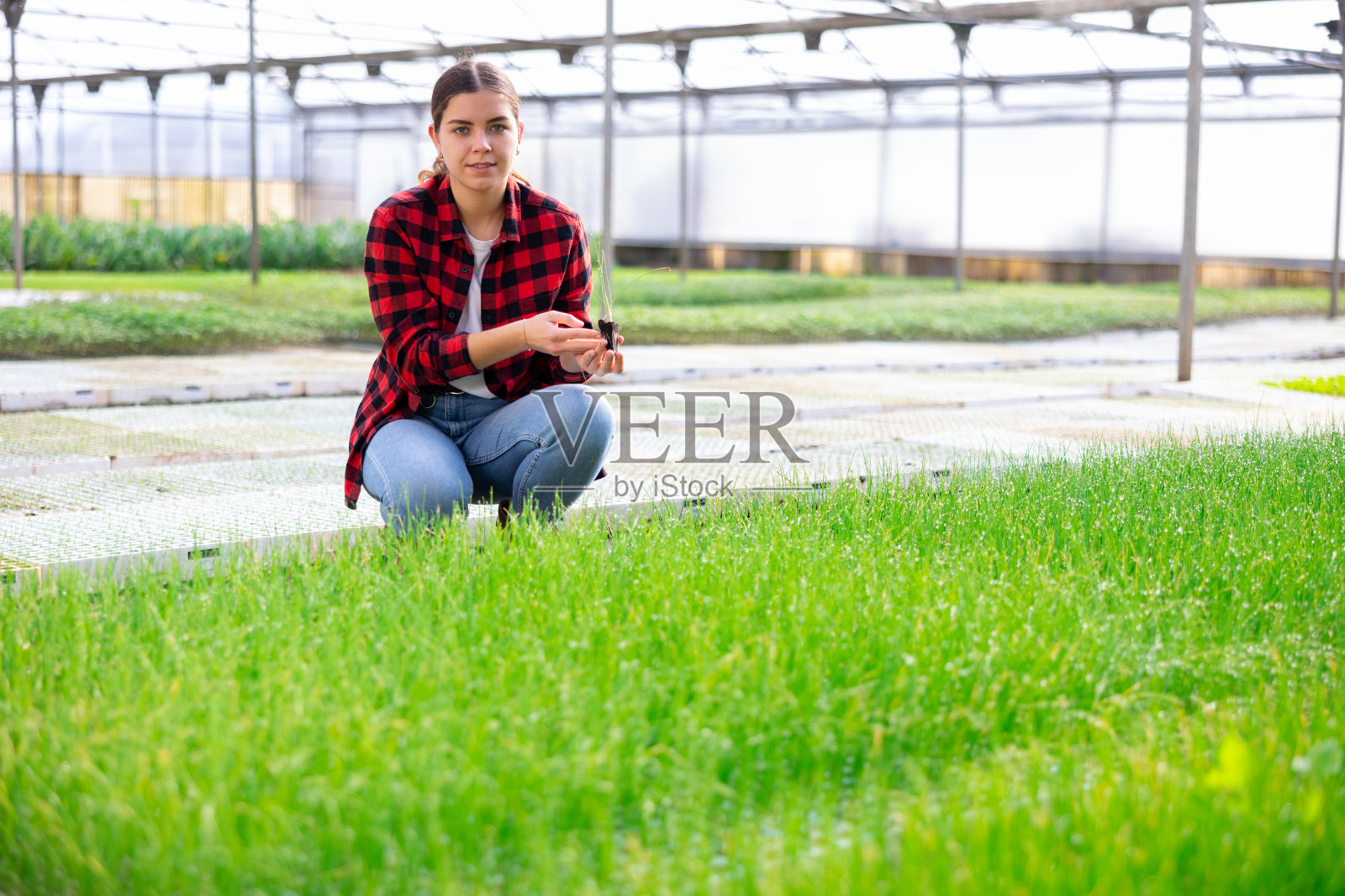 温室里拿着洋葱芽的女园丁照片摄影图片