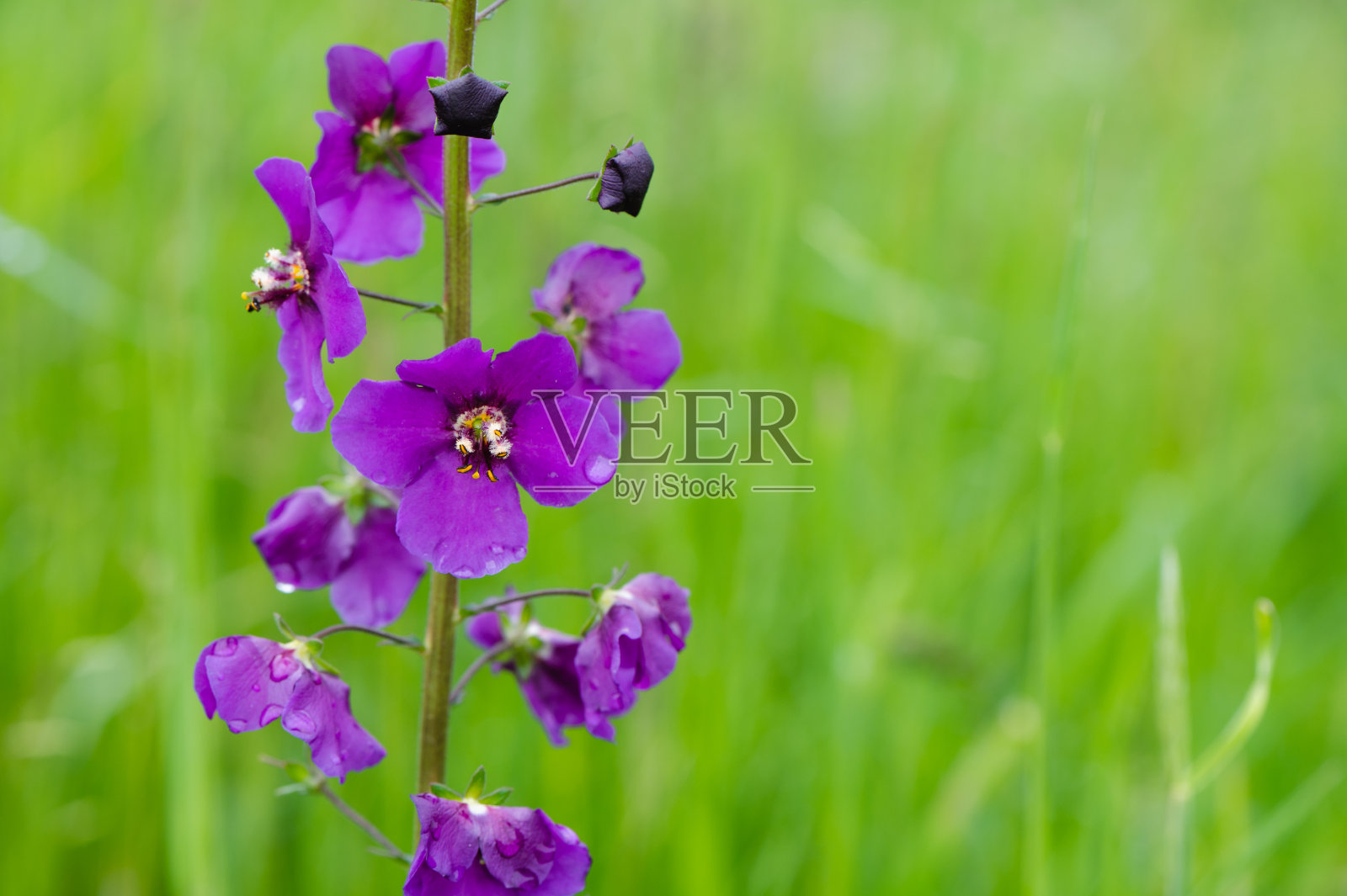 花上的水滴照片摄影图片