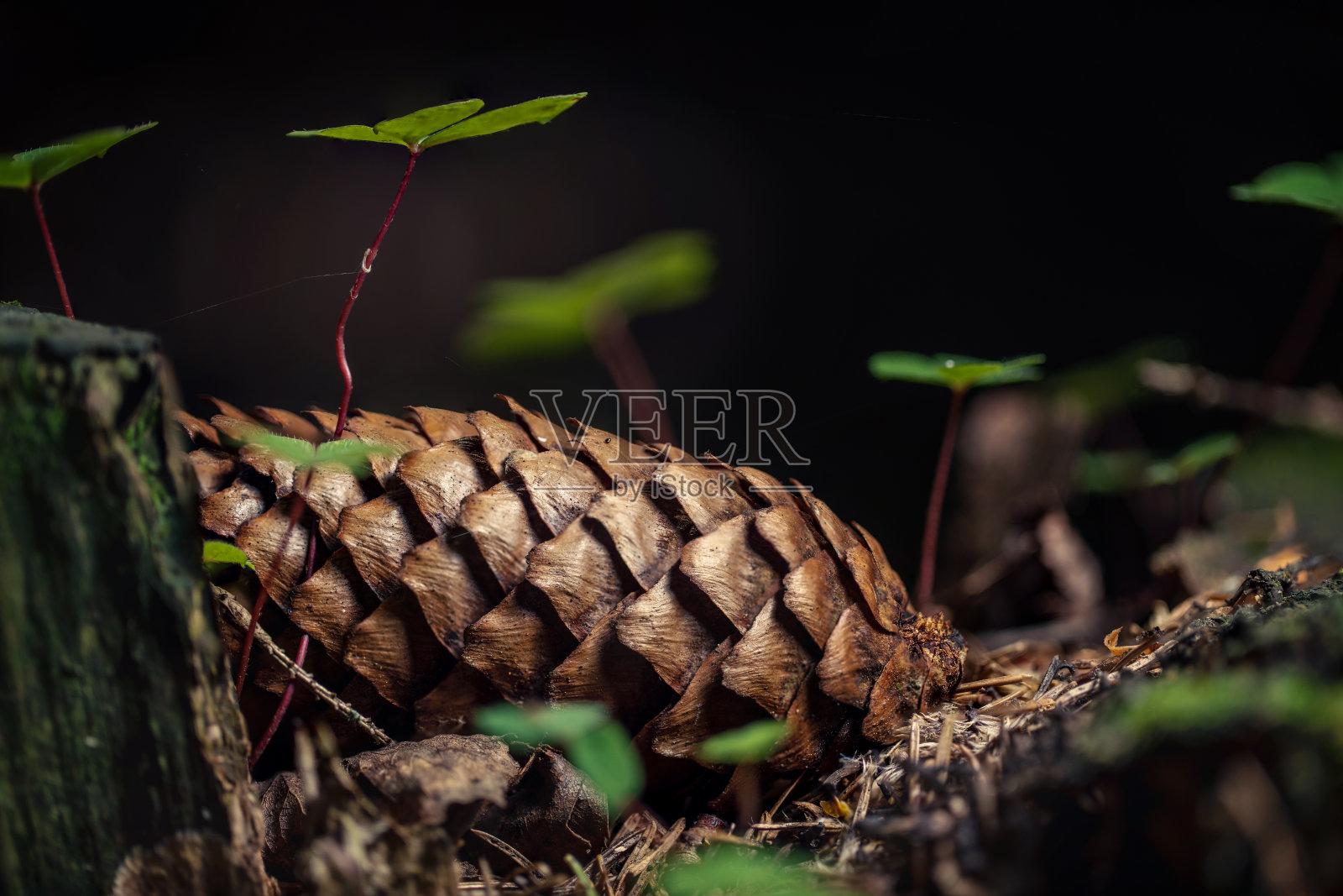 松果在松树林中,特写镜头照片摄影图片