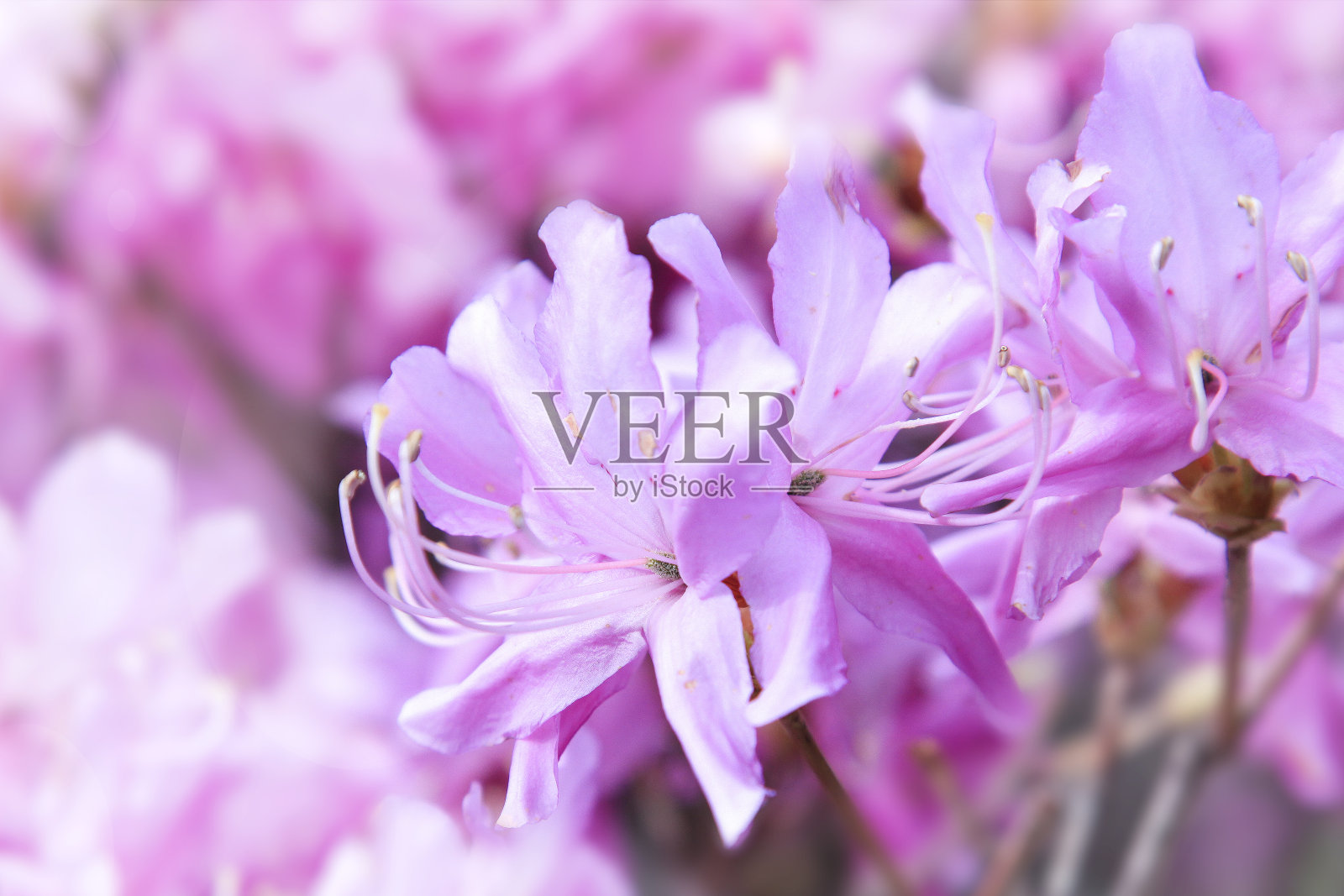 紫色和粉红色杜鹃花或tsutsuji花在日本,选择性聚焦软模糊背景照片摄影图片