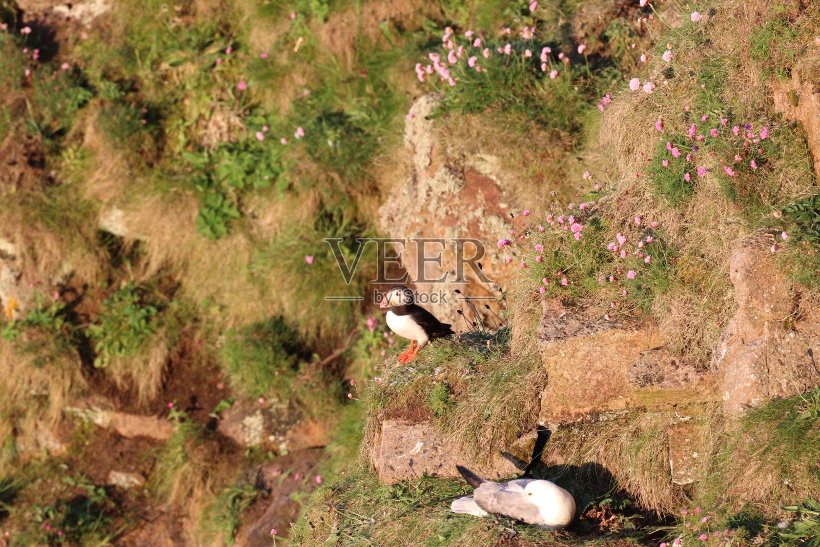 悬崖上的海雀照片摄影图片