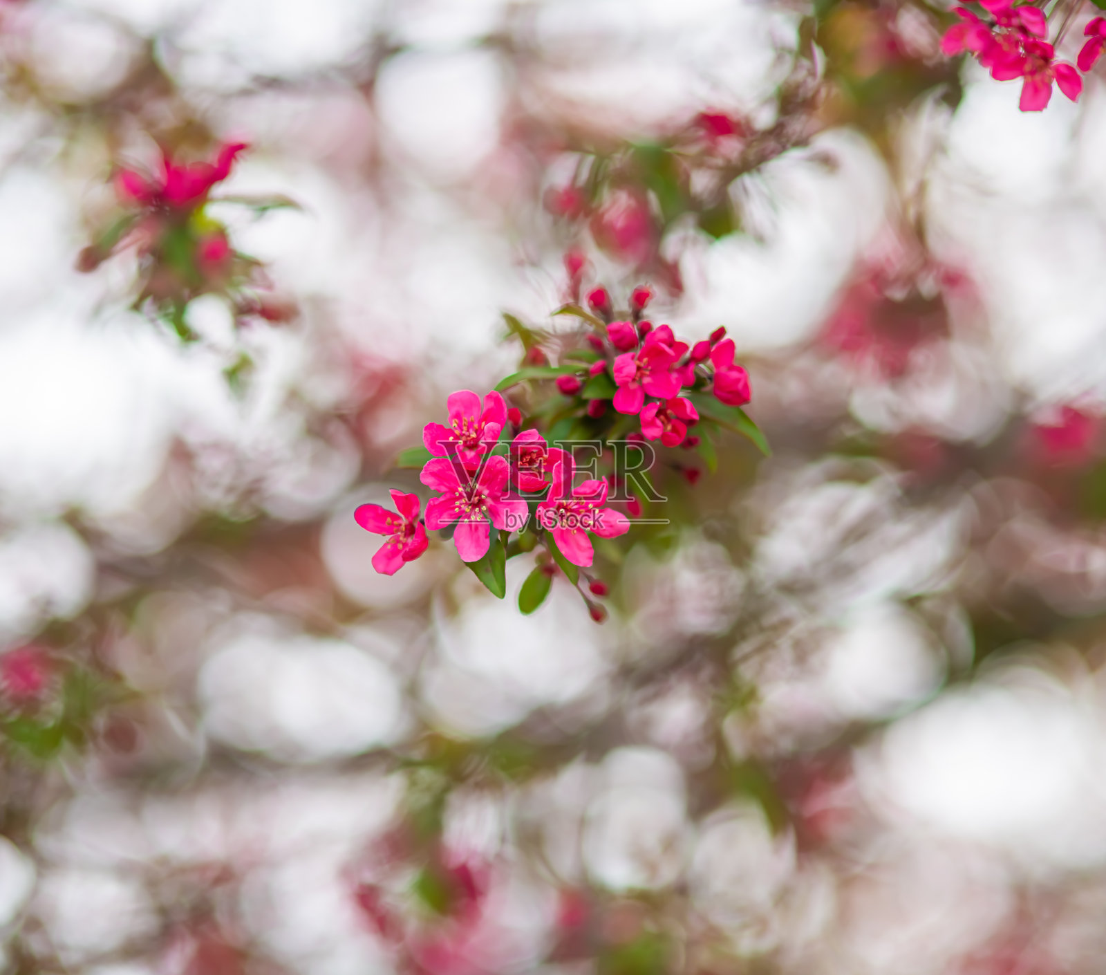 樱花照片摄影图片