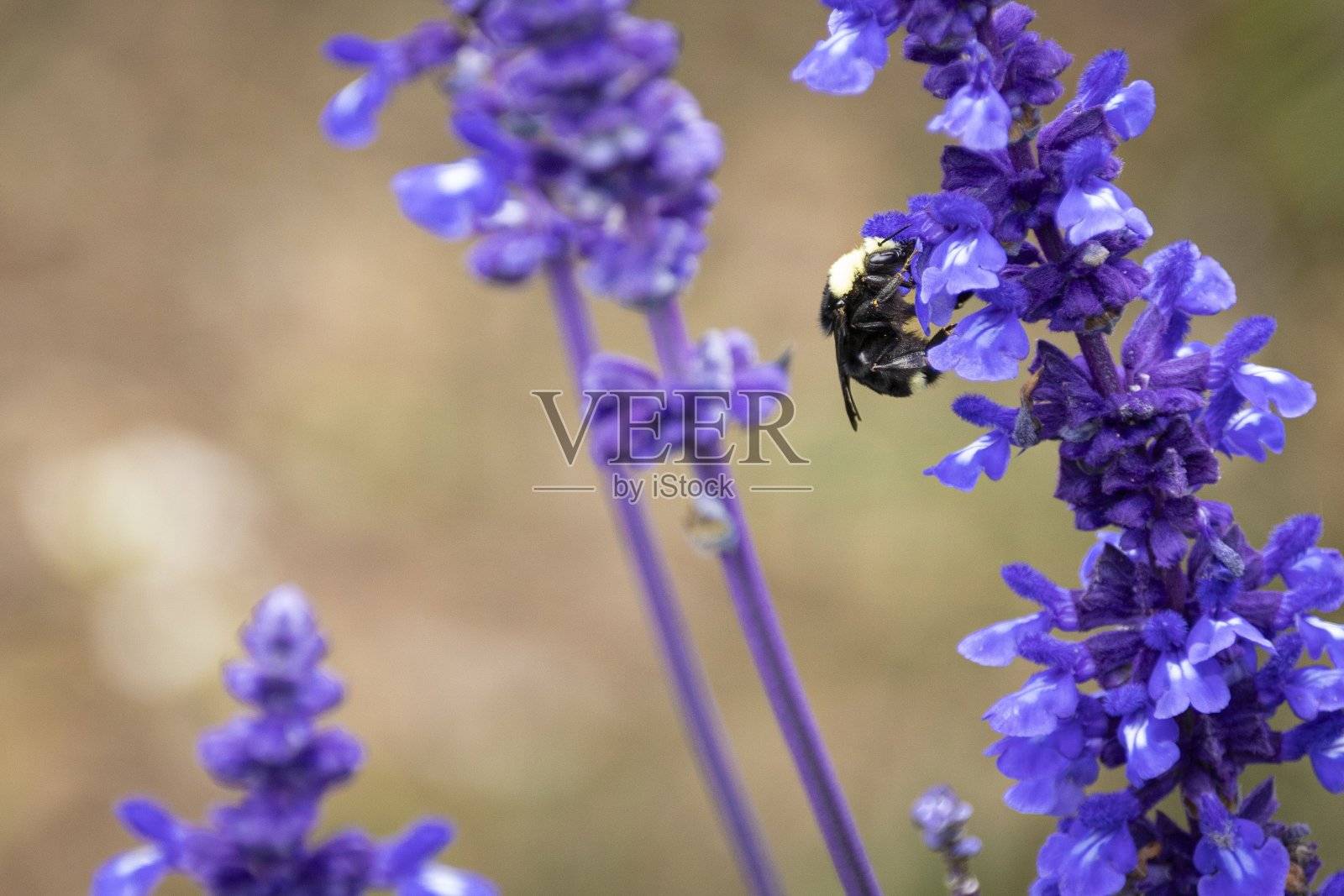 花上的大黄蜂照片摄影图片