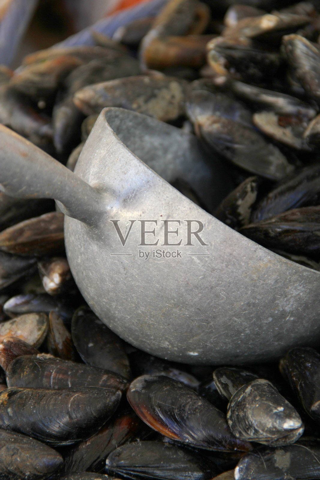 贻贝照片摄影图片