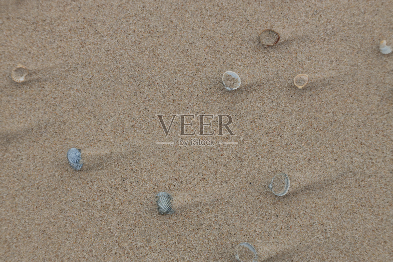 海滩上的贝壳从上方拍摄,极简主义照片摄影图片