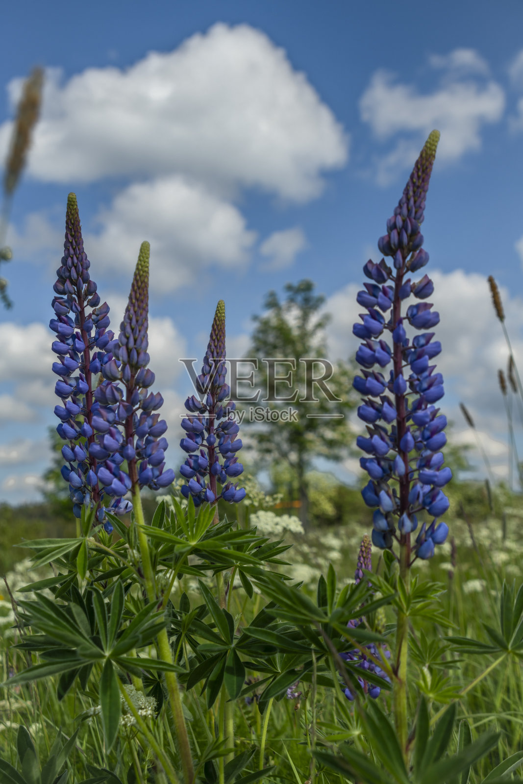 蓝紫相间的羽扇花,绿莹莹的叶子,白云的天空照片摄影图片