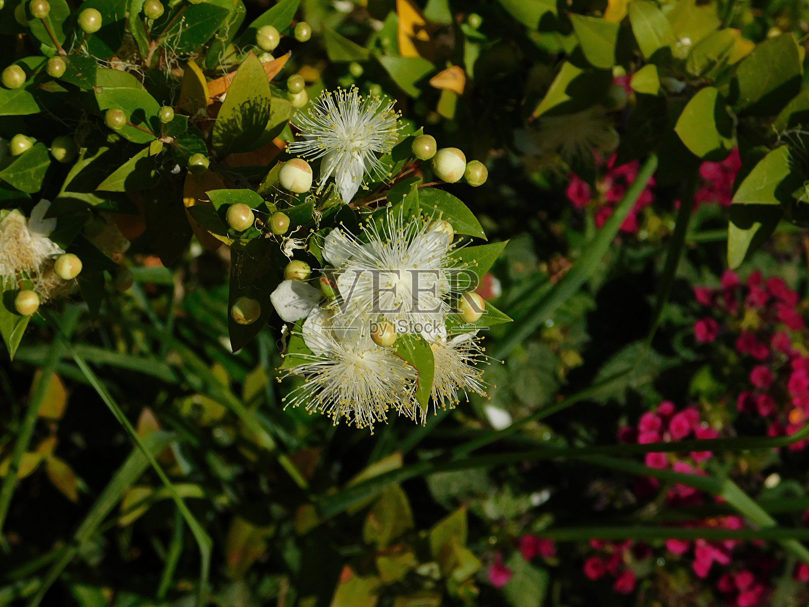 桃金娘照片摄影图片