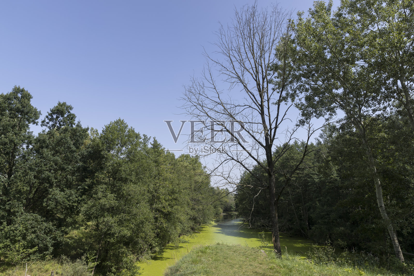 夏季有植物的沼泽地带照片摄影图片