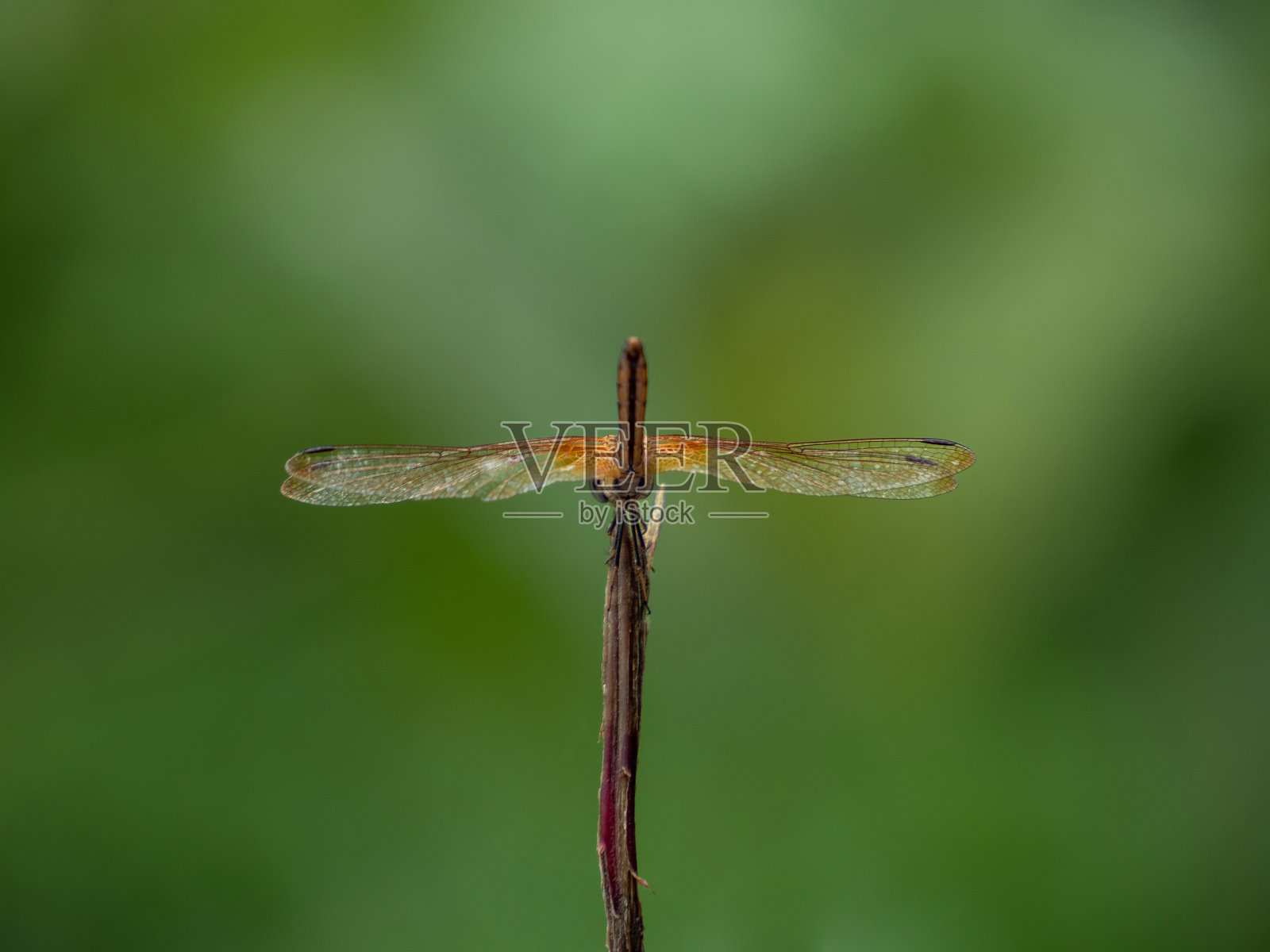 蜻蜓展开翅膀,从后面看。照片摄影图片