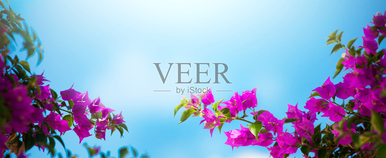 夏季旅游横幅背景;美丽盛开的热带花朵;照片摄影图片