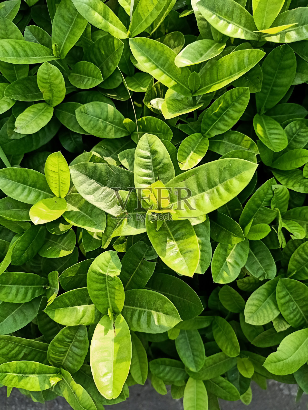 猩红色丛林烈焰植物特写照片摄影图片