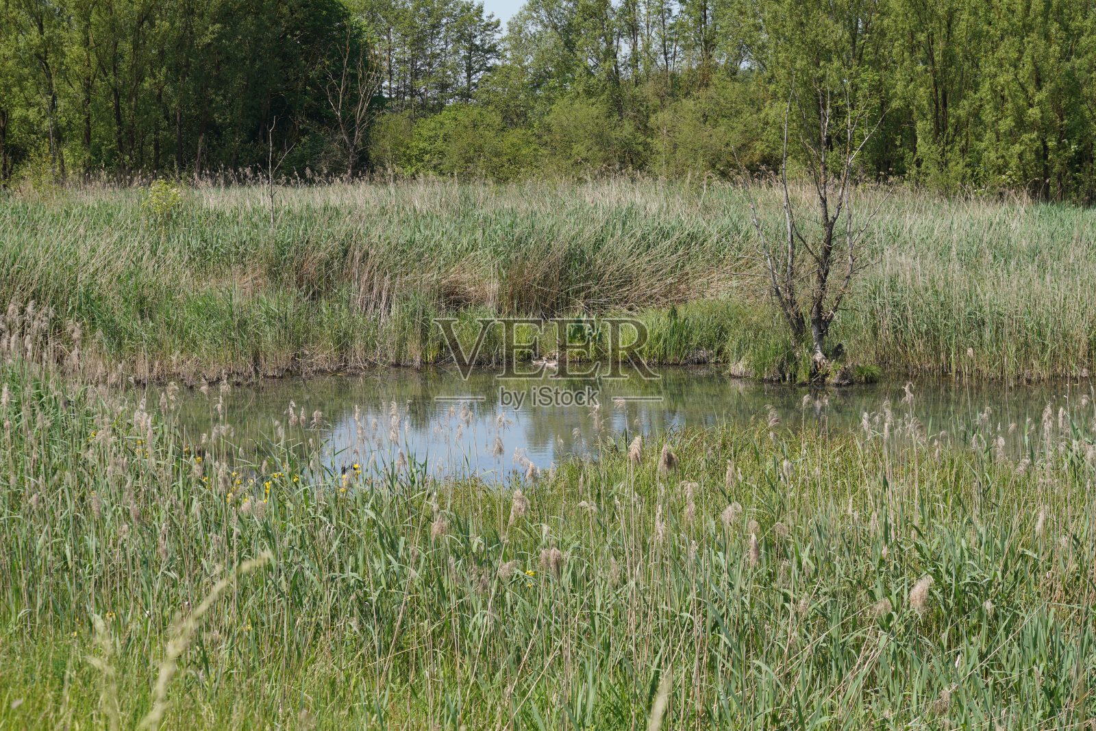 旧沼泽的表面覆盖着浮萍和藻类,死树和沼泽草地照片摄影图片