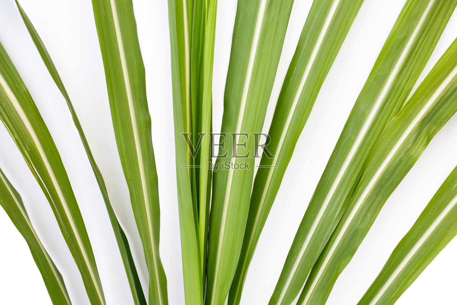 白色背景上的甘蔗叶子。照片摄影图片