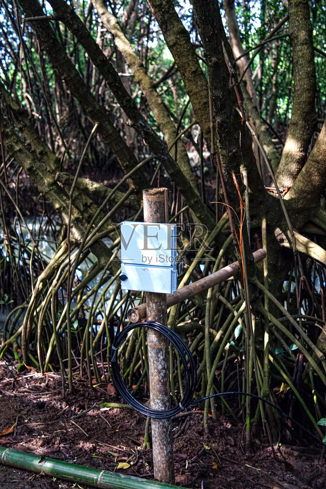 红树林自然旅游公园照片摄影图片