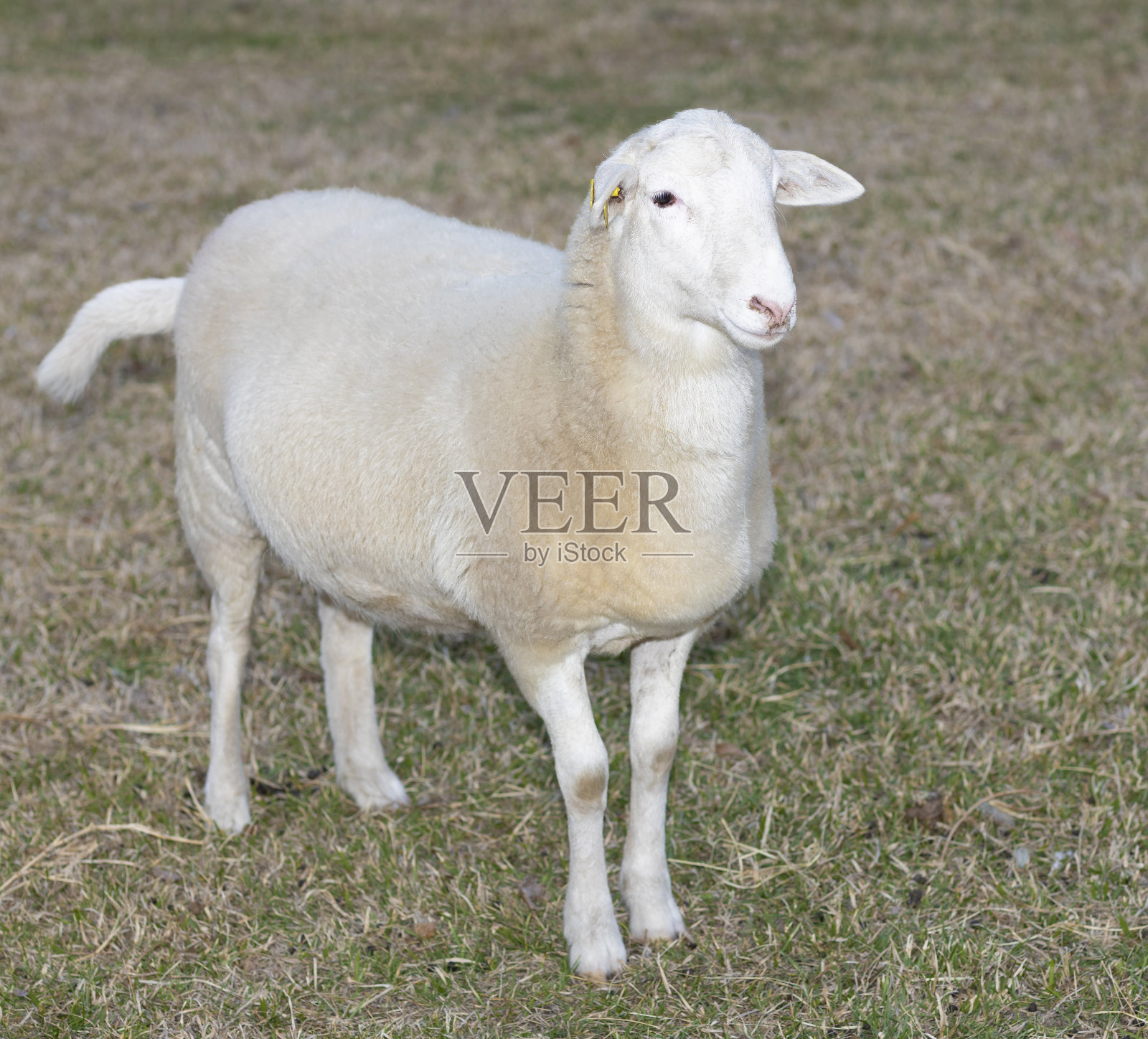 牧场上的白色卡塔丁母羊照片摄影图片