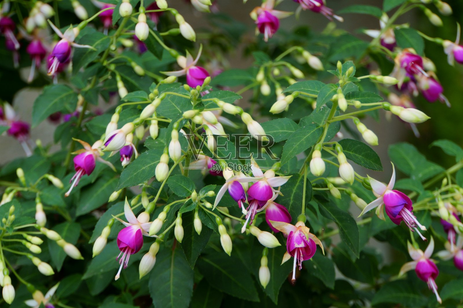 花照片摄影图片