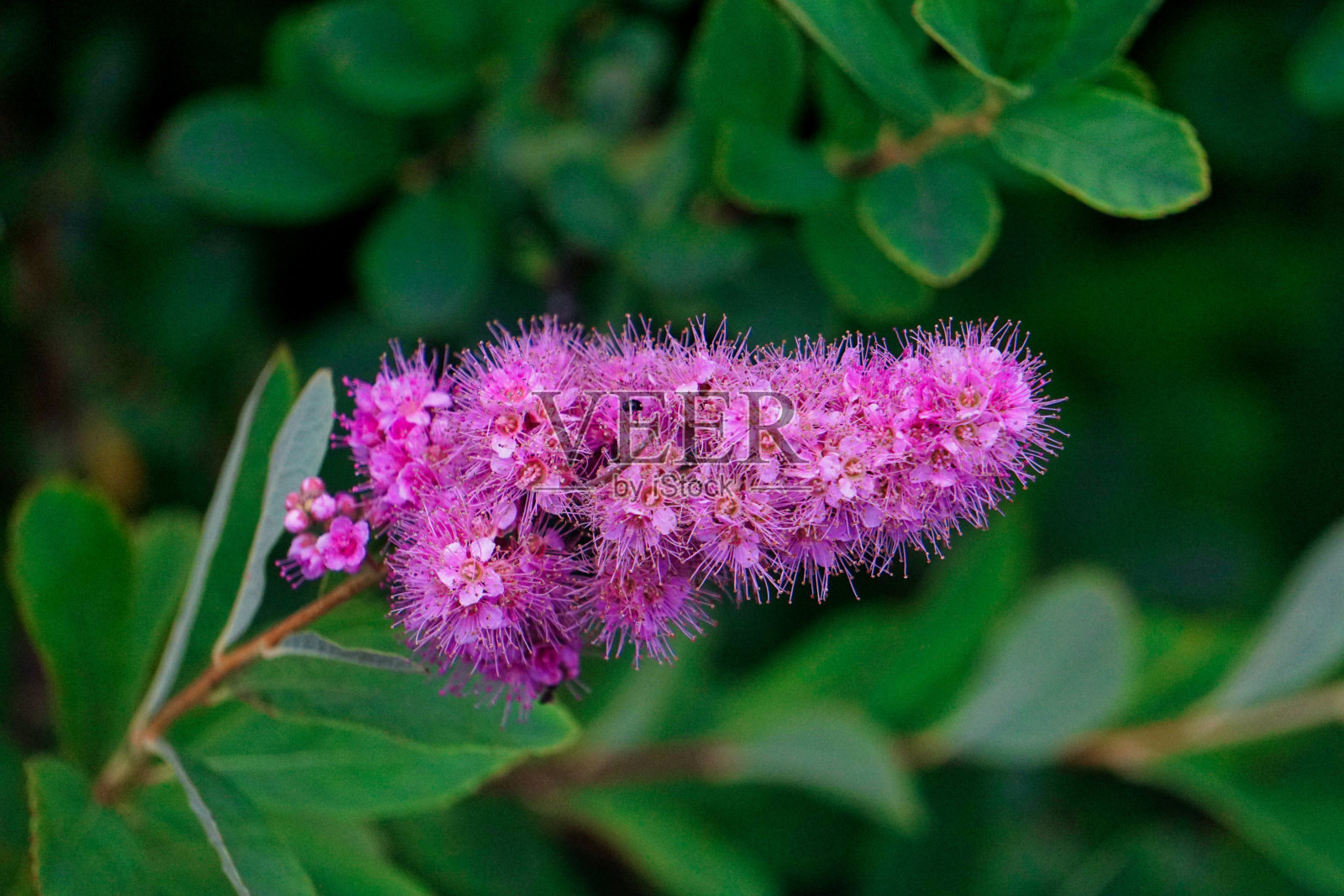花照片摄影图片