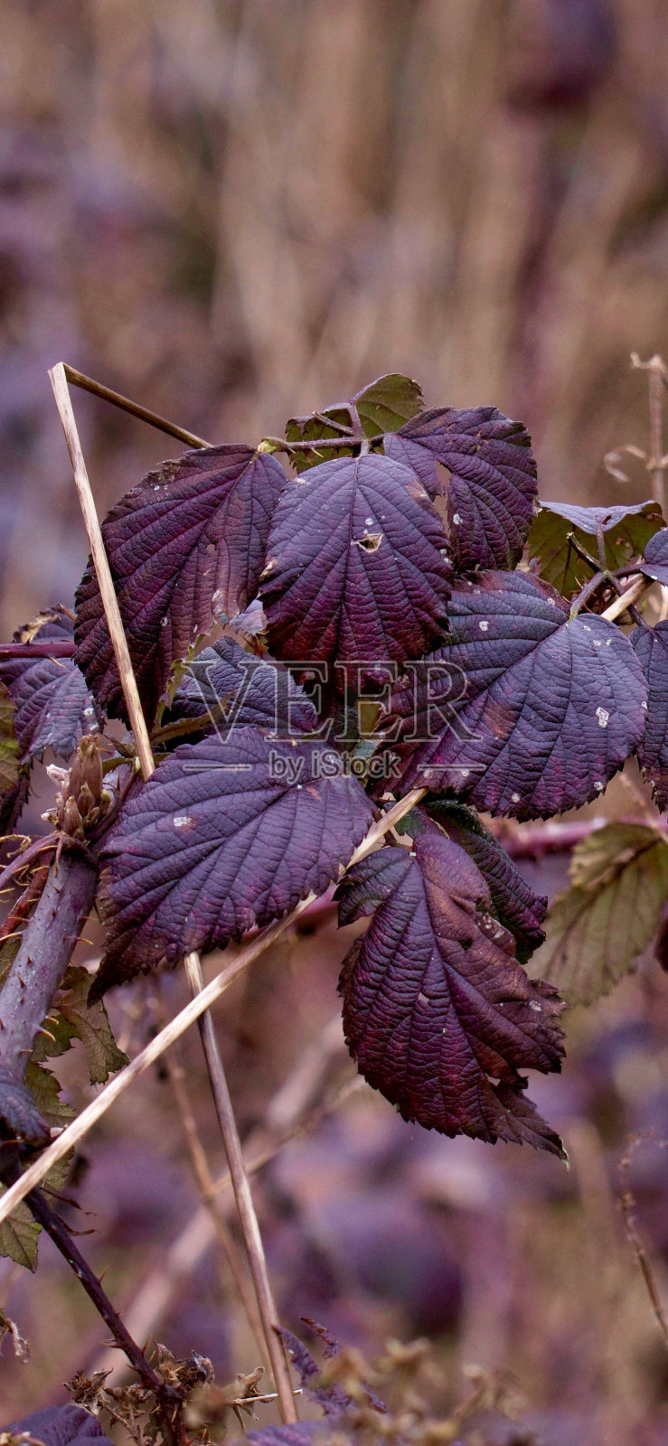 几片充满活力的紫色紫红色叶子的特写照片摄影图片
