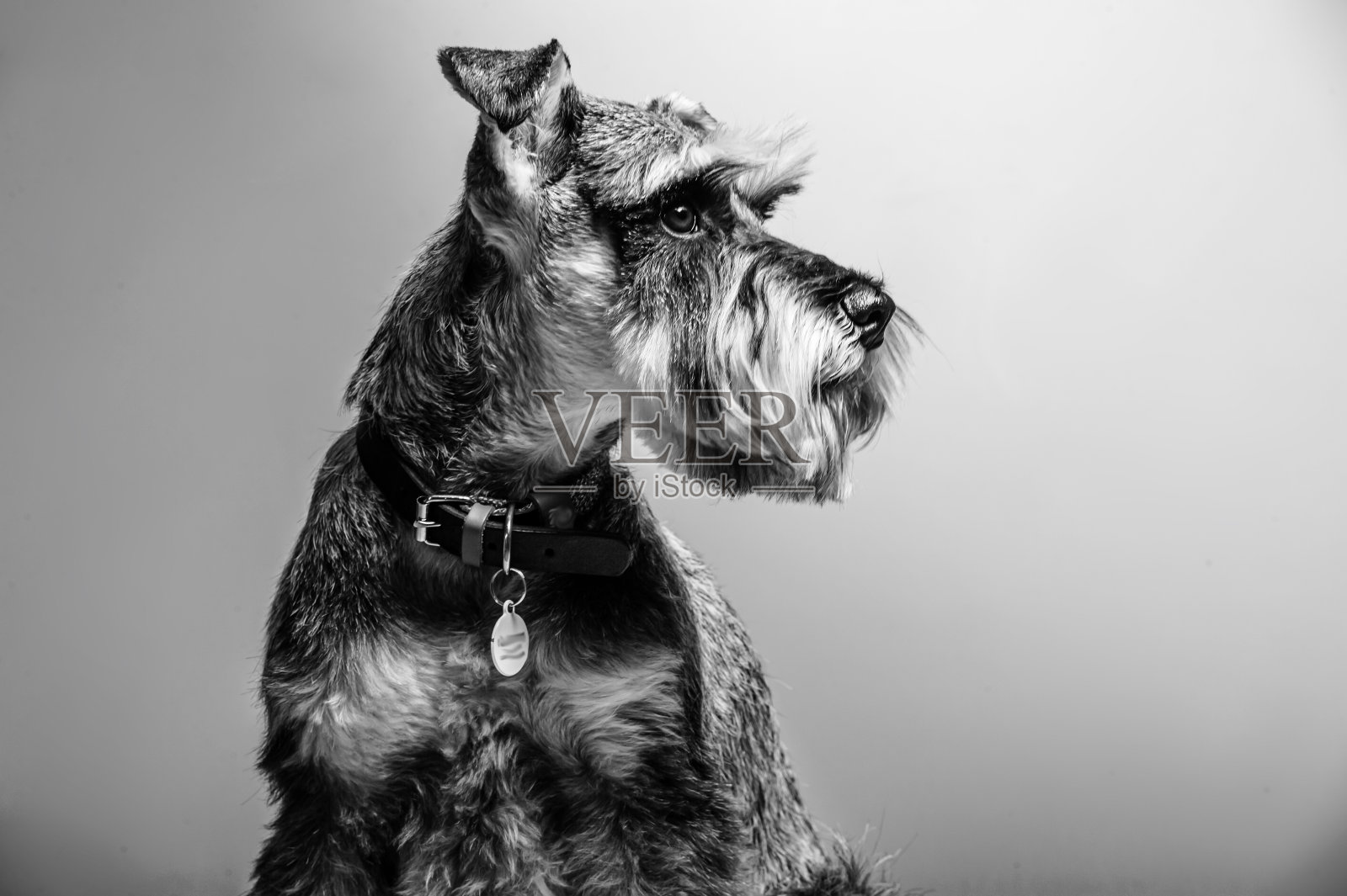 1岁的迷你雪纳瑞,站在工作室背景前。照片摄影图片