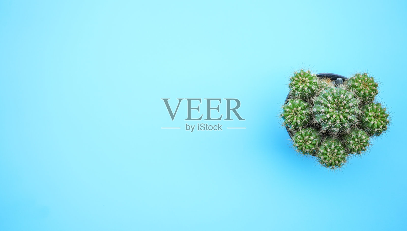 在蓝色背景上的仙人掌与复制空间的平面布局视图照片摄影图片