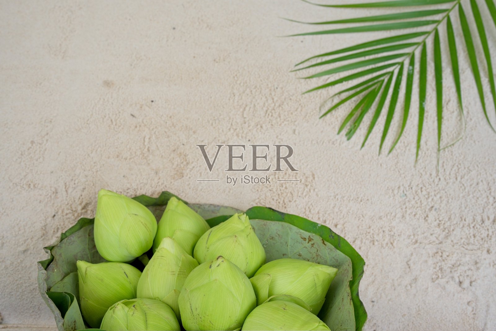 荷花在沙地背景上。照片摄影图片