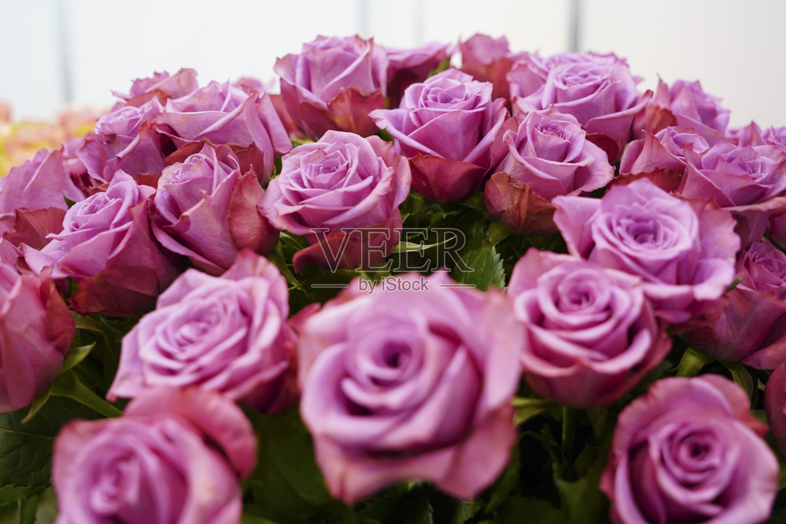 玫瑰照片摄影图片