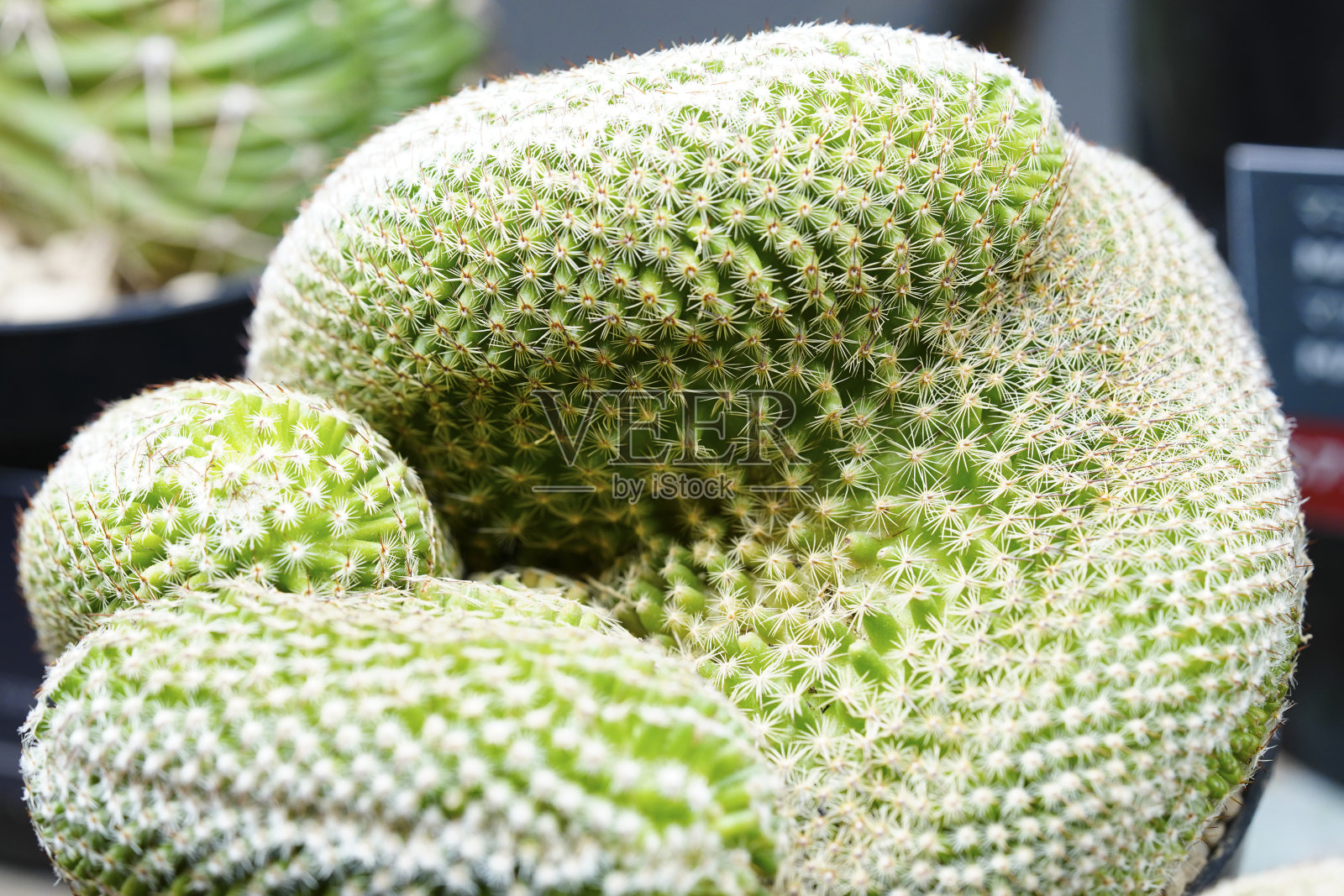 仙人掌照片摄影图片