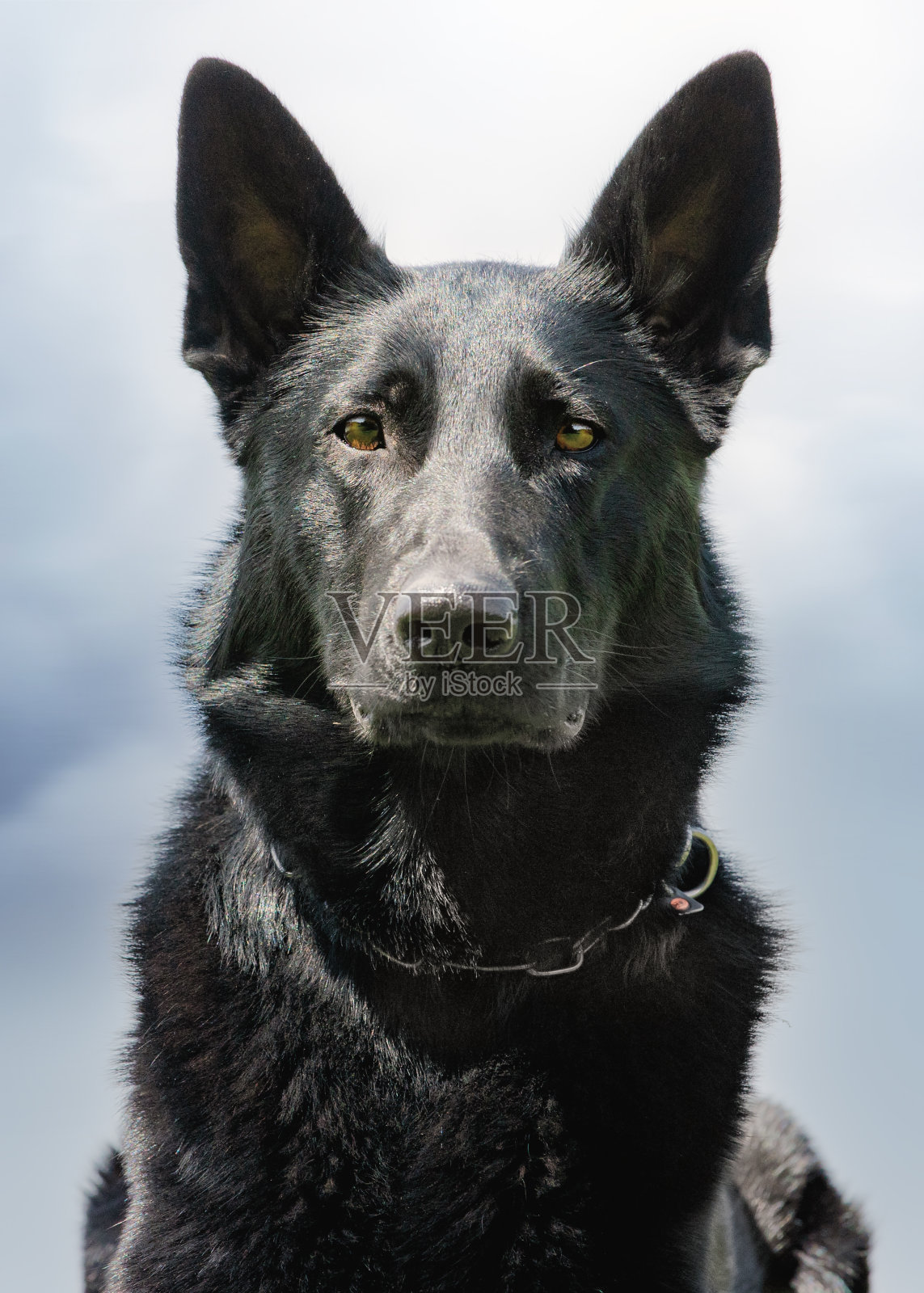 漂亮的狗照片摄影图片