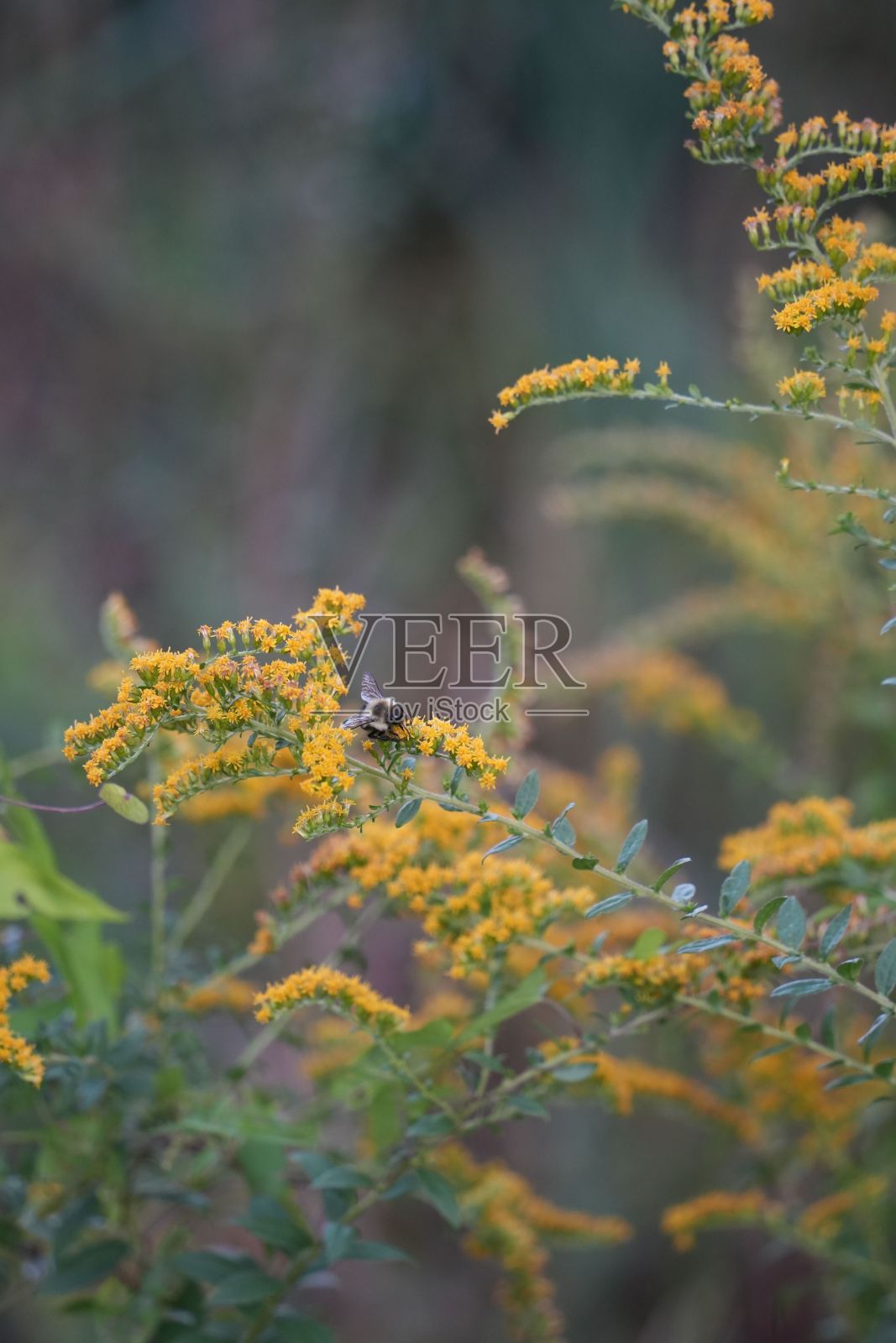 在秋天的色彩中,郁郁葱葱的绿色森林里,一只虫子在树枝上的特写照片摄影图片