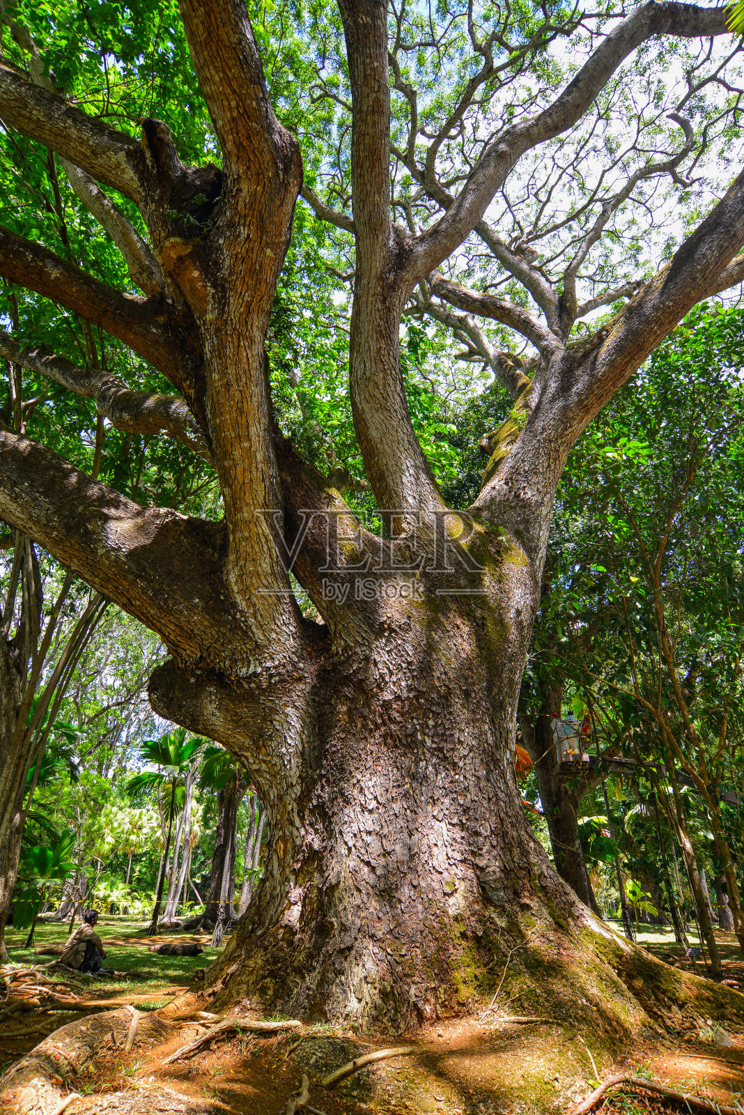 植物园里的树照片摄影图片