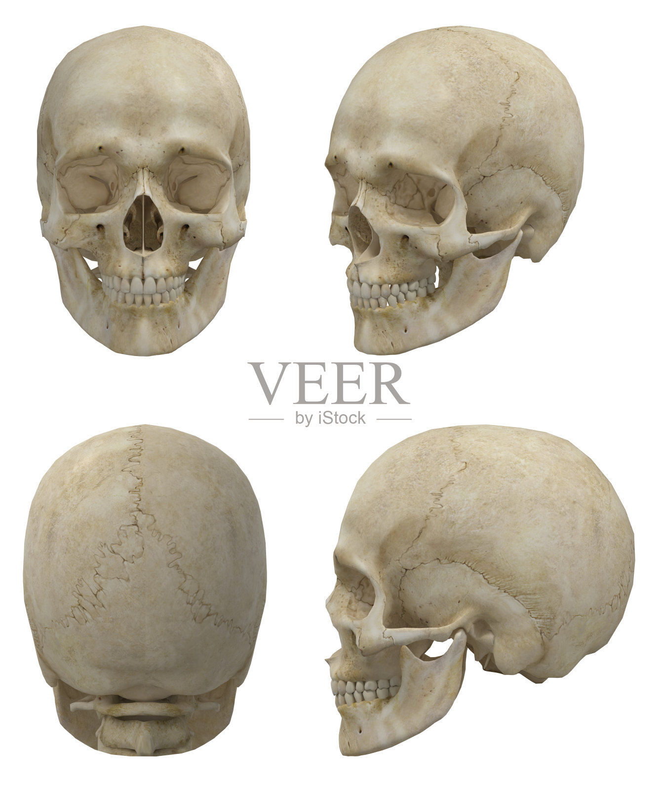 骷髅头。人类的头骨。四面头骨照片摄影图片