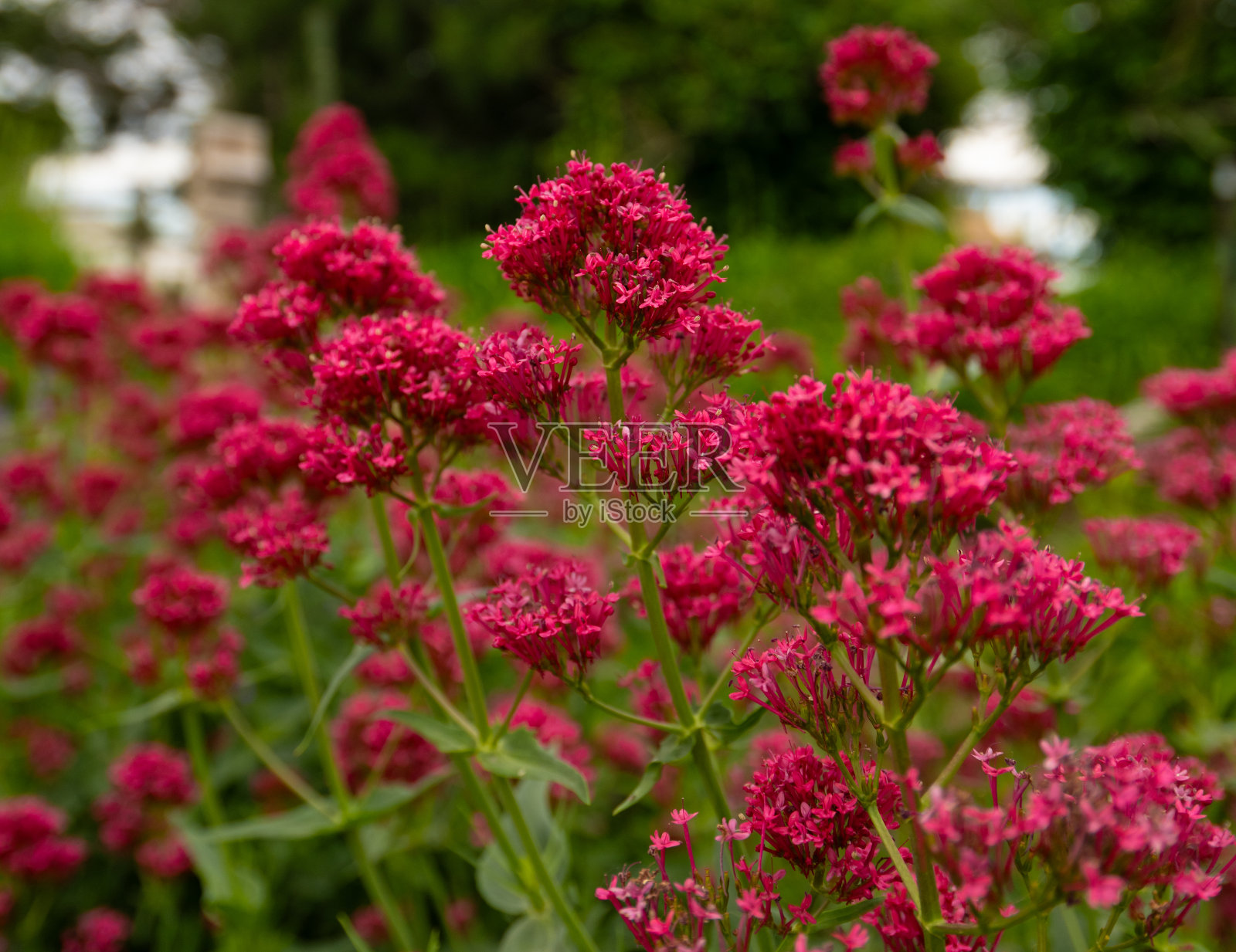 花园里的红花照片摄影图片
