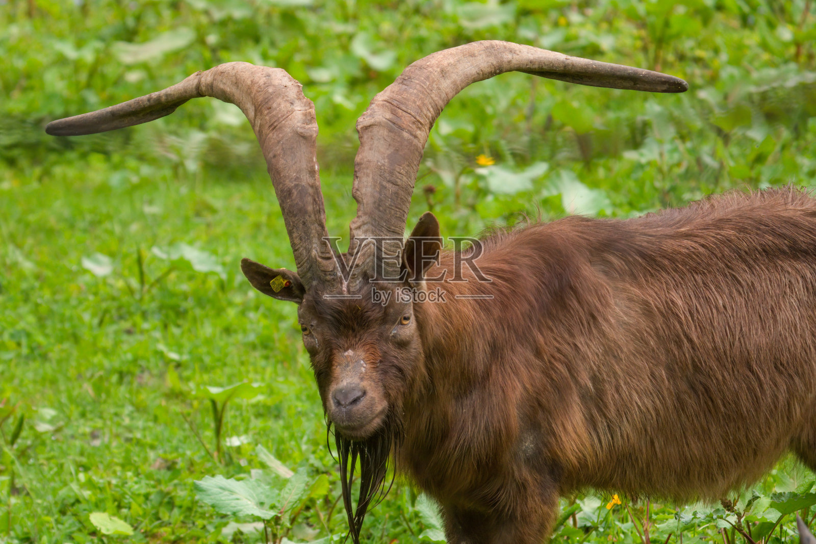长角的公山羊照片摄影图片