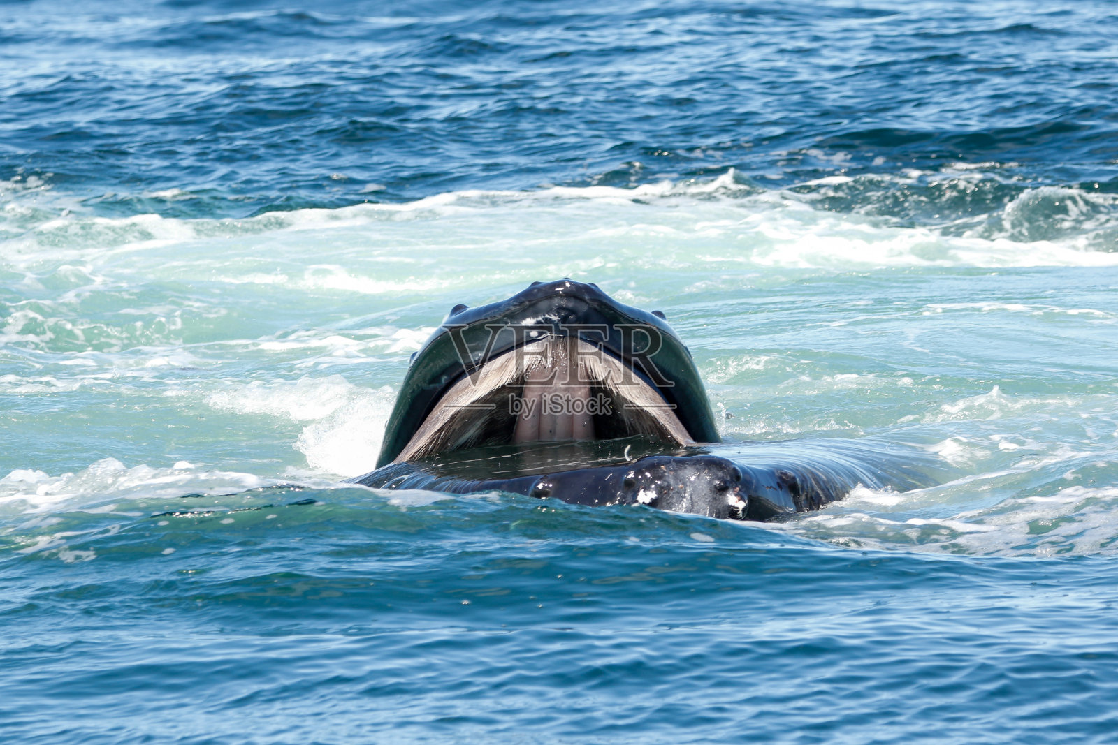 正在进食从水中浮出水面的座头鲸照片摄影图片