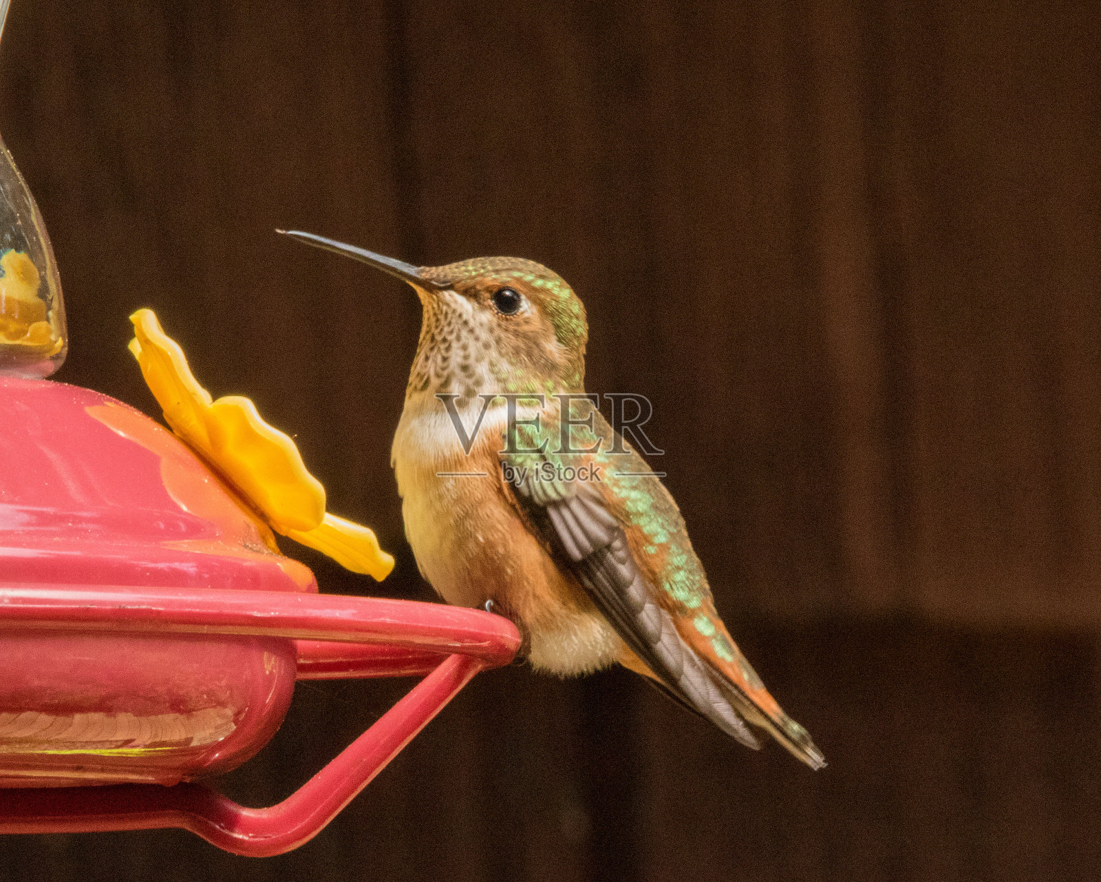 喂食器上的雌性红褐色蜂鸟照片摄影图片
