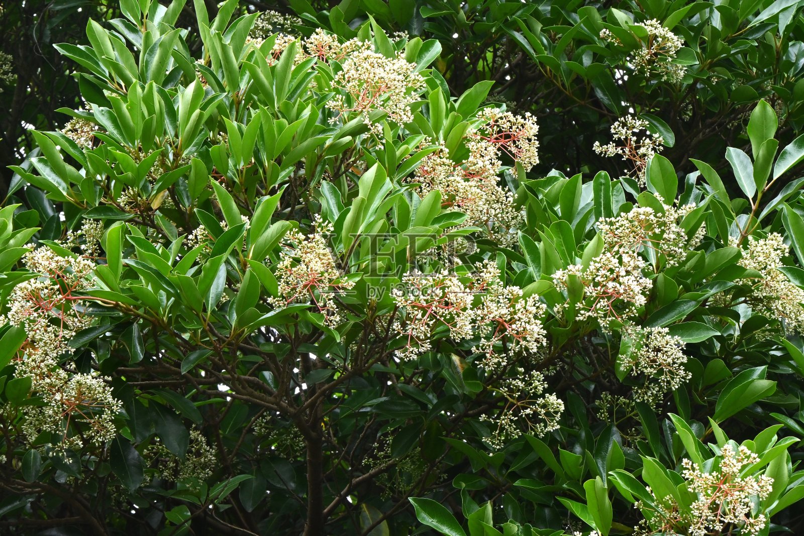 甜的豆荚花。照片摄影图片