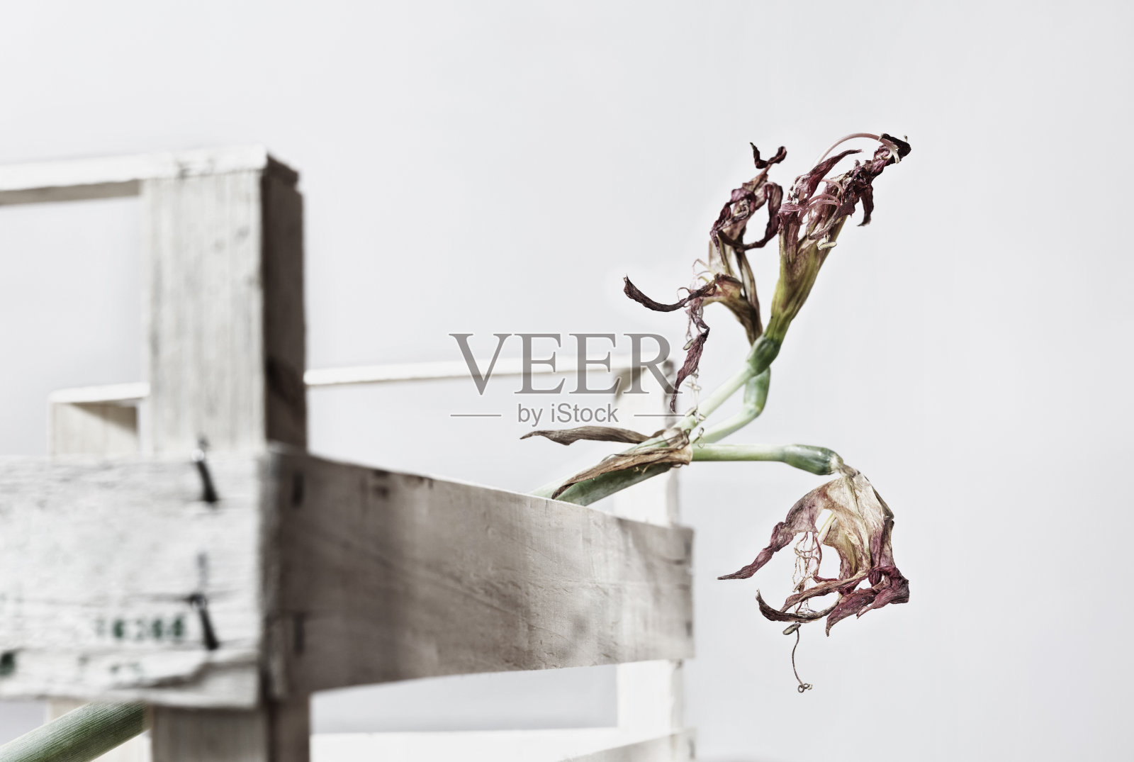 朱顶香属的干花照片摄影图片