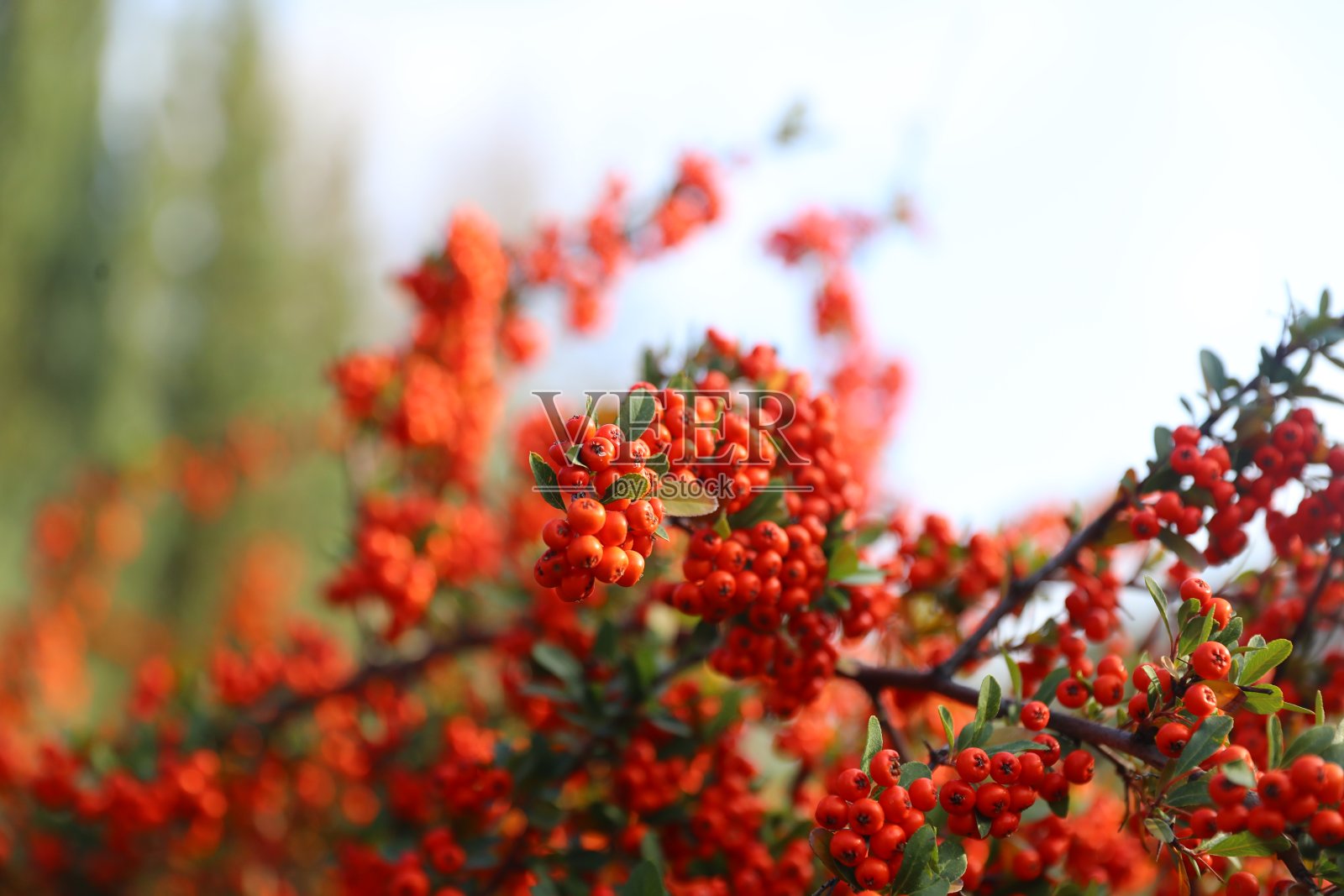 树枝上的山楂果实照片摄影图片