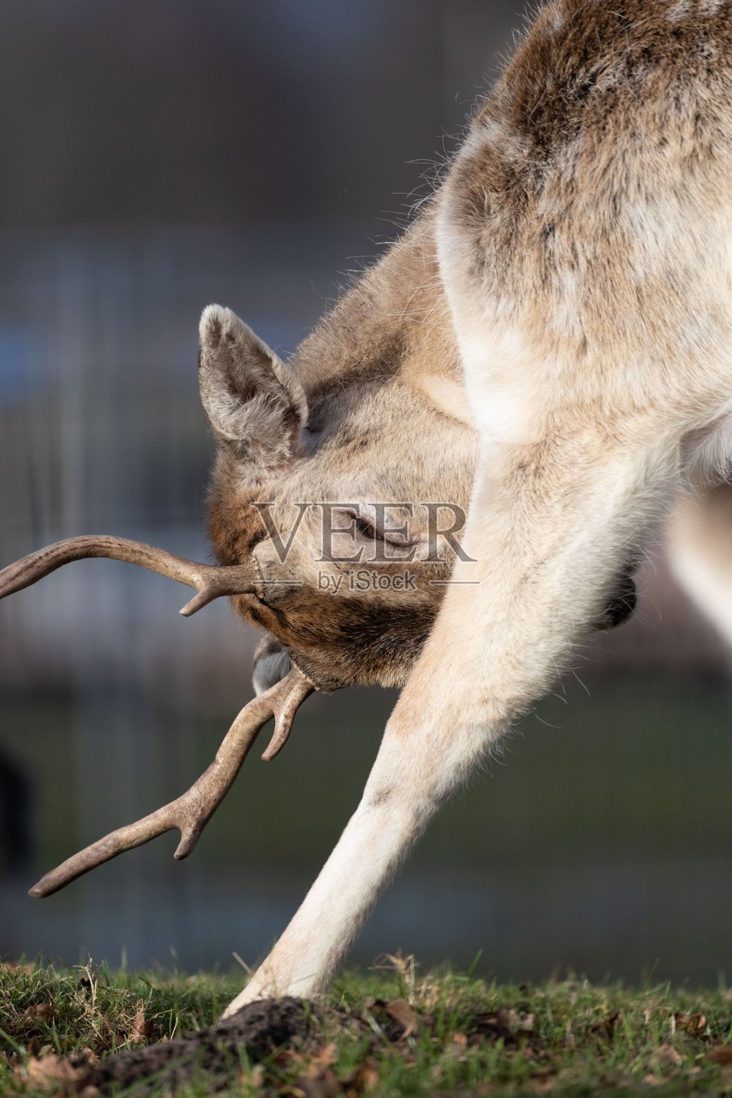 在草地上看到一只鹿,草地上有树叶照片摄影图片