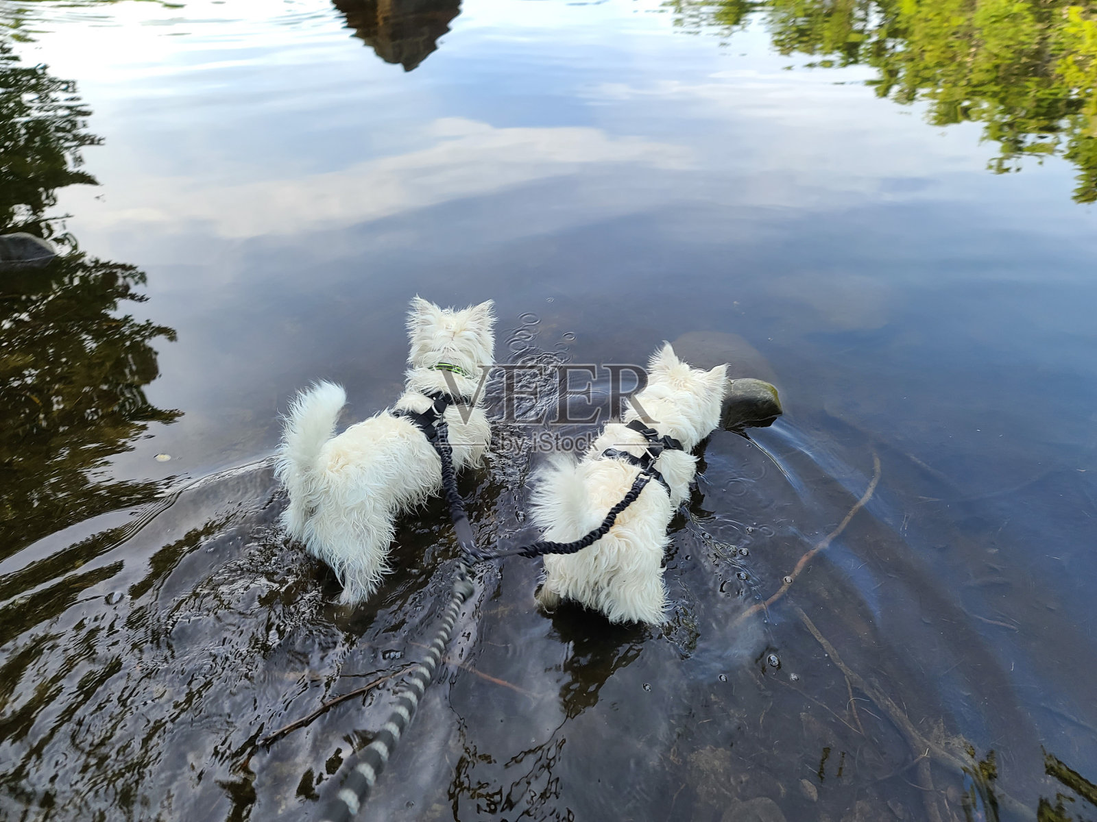 西部高地梗在池塘里照片摄影图片